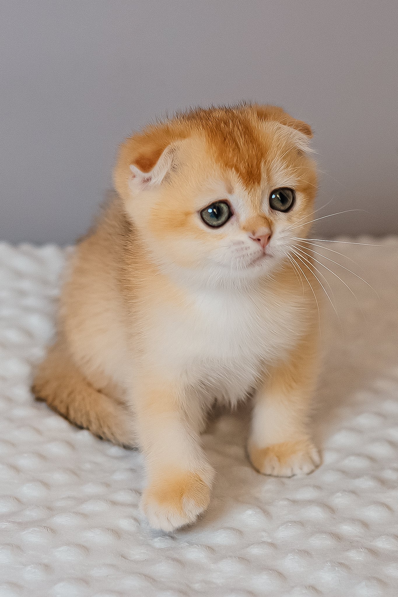 Kesia | Scottish Fold Kitten - Image 10
