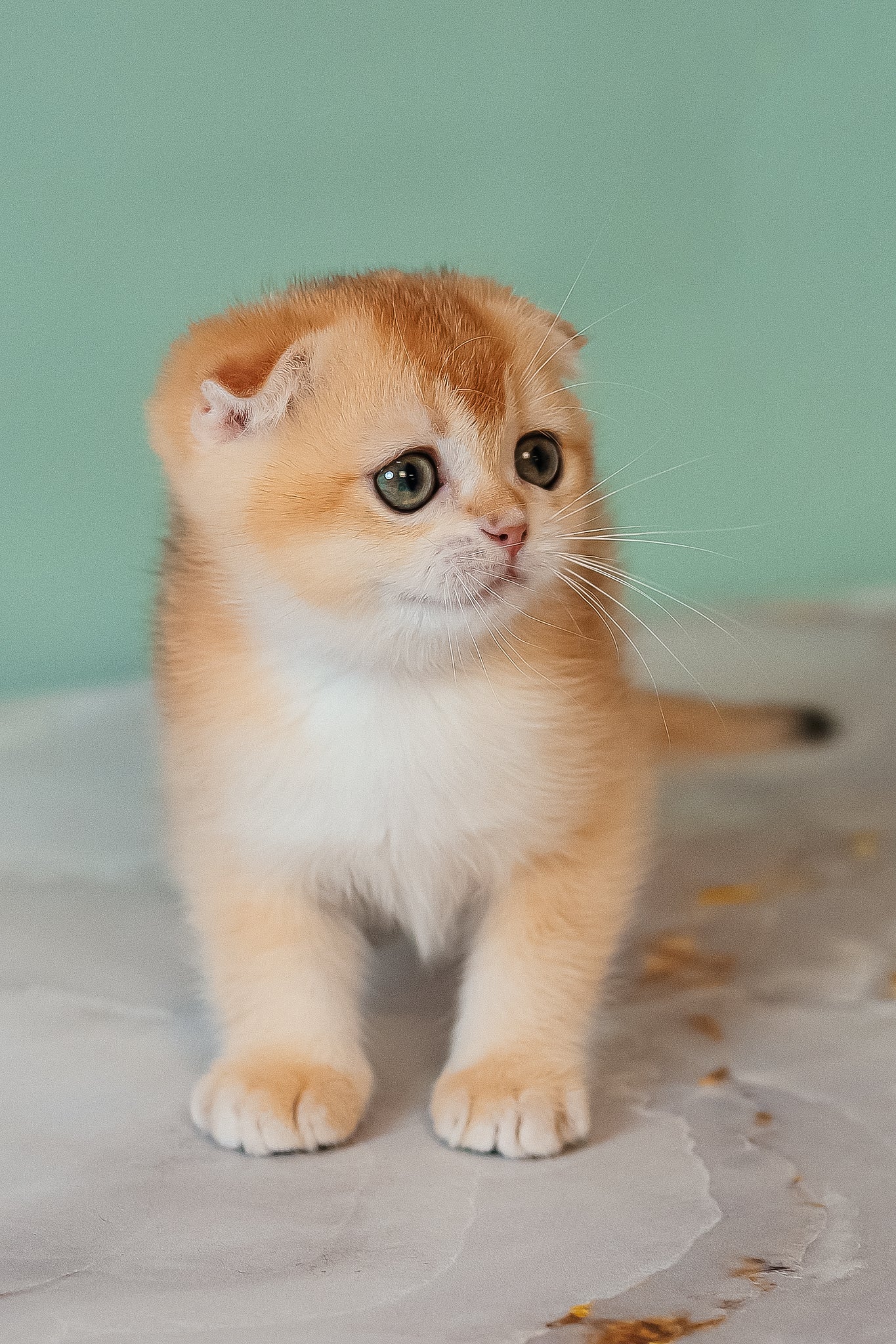Kesia | Scottish Fold Kitten - Image 4