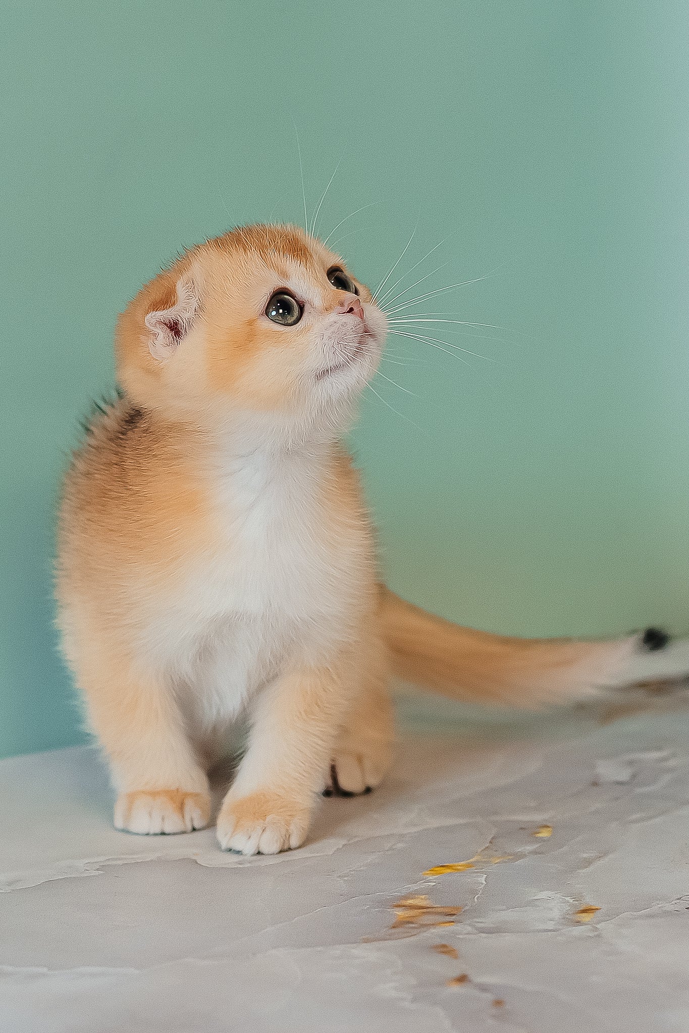 Kesia | Scottish Fold Kitten - Image 9