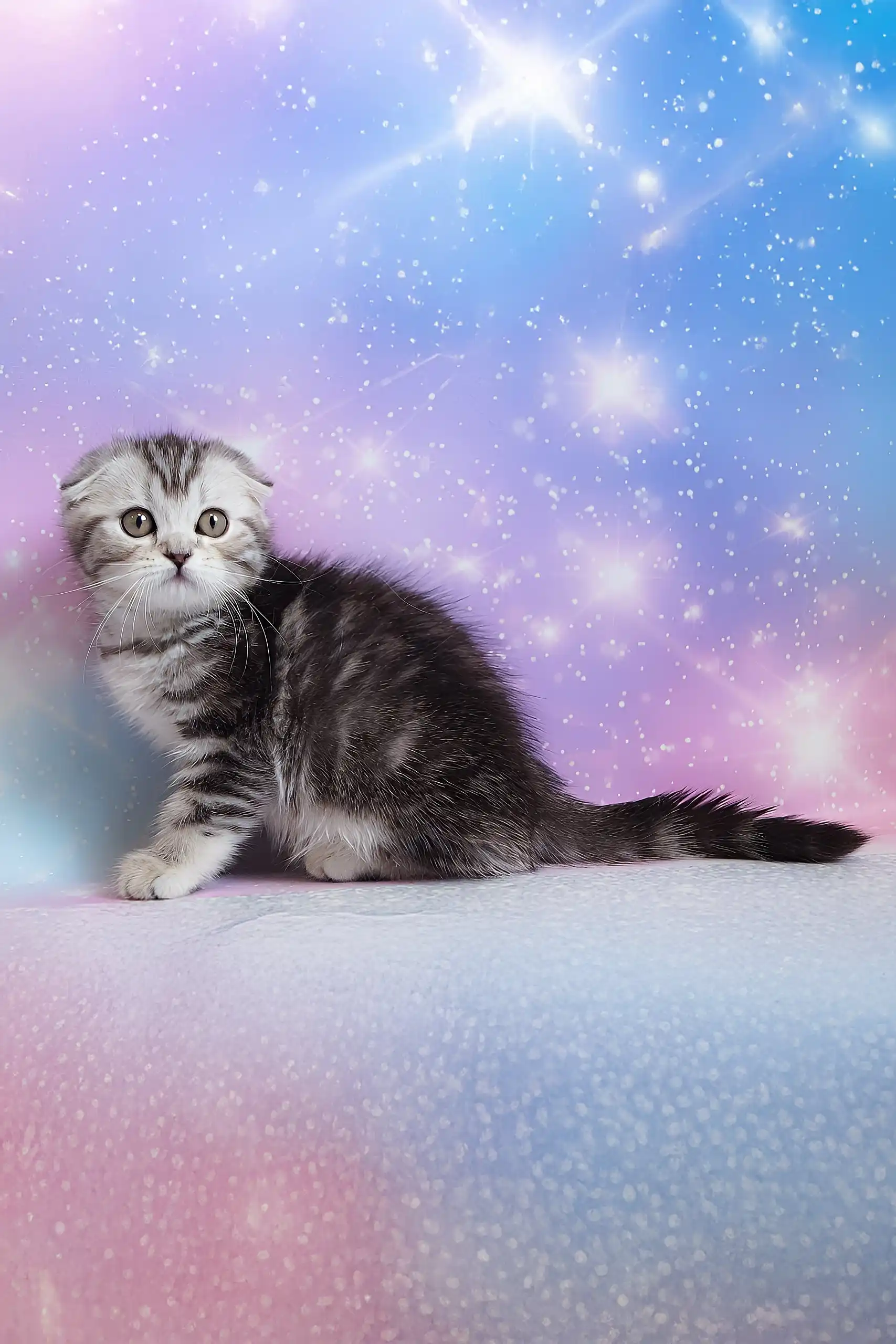 Pelageya | Scottish Fold Kitten - Image 5