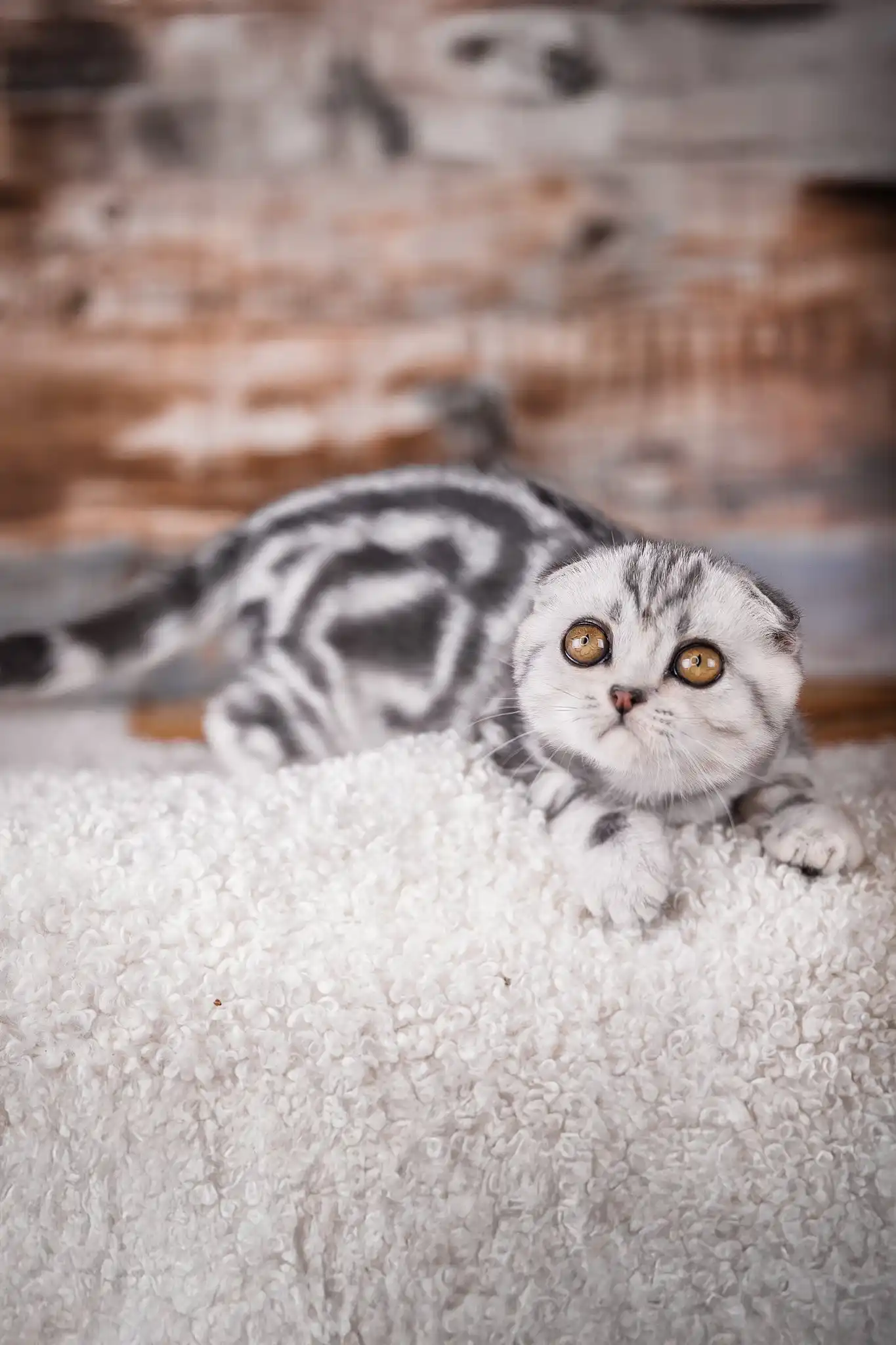 Princess | Scottish Fold Kitten - Image 3