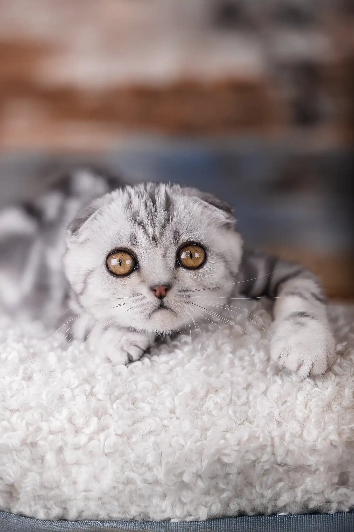 Princess | Scottish Fold Kitten - Image 5