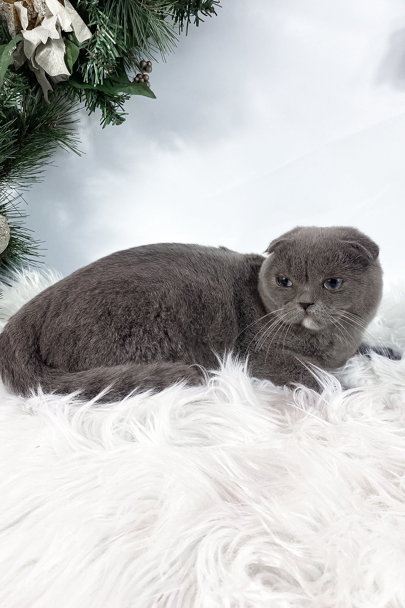 Quwenni | Scottish Fold Kitten - Image 5