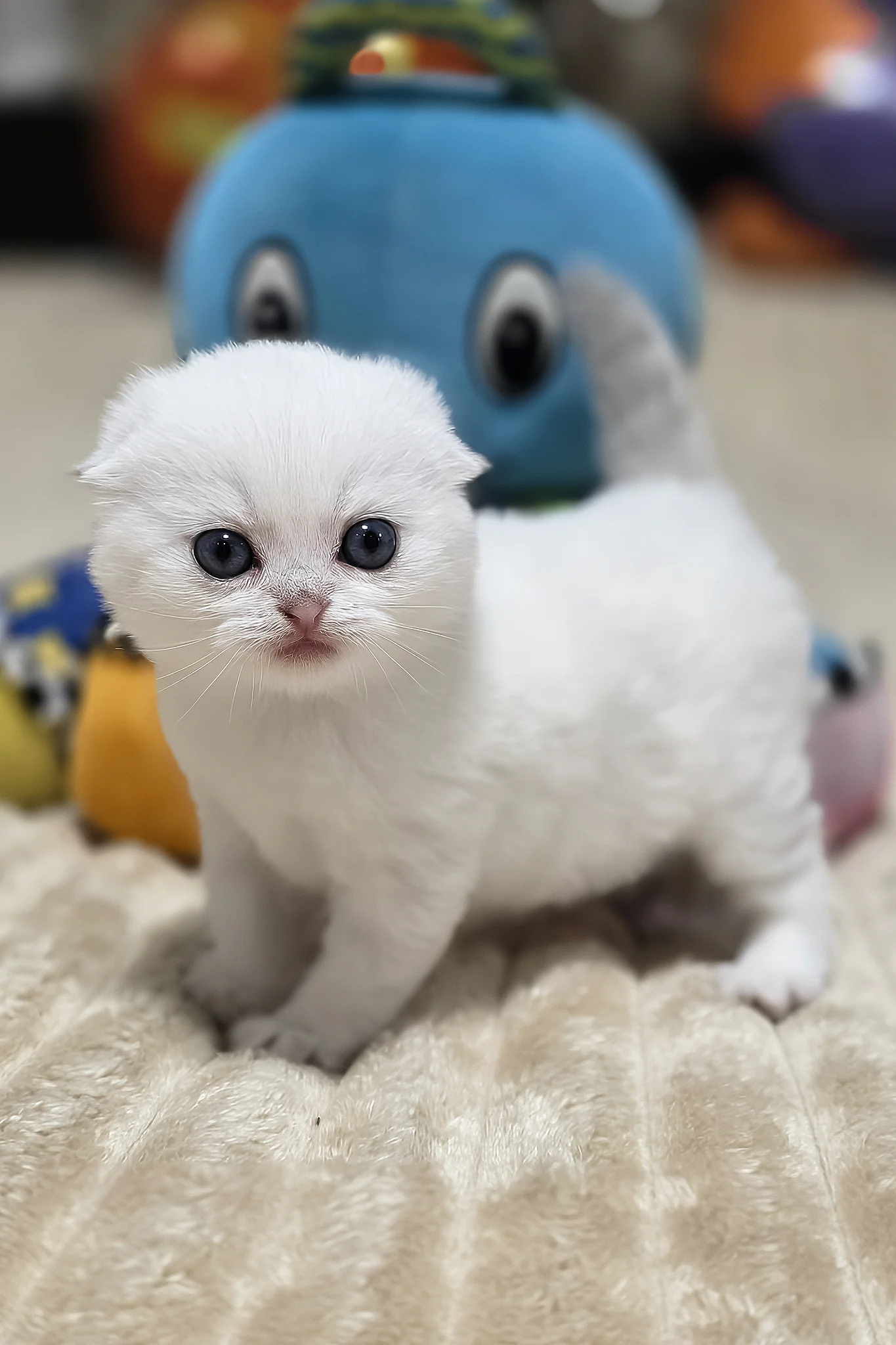 Reya | Scottish Fold Kitten - Image 2