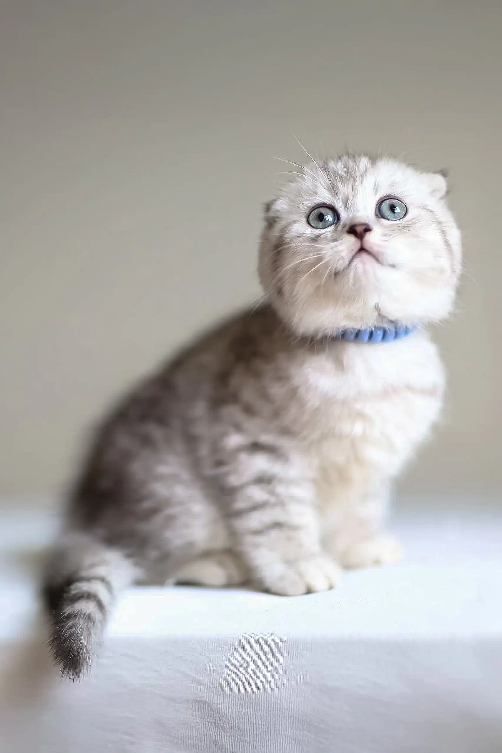Ricky | Scottish Fold Kitten - Image 2