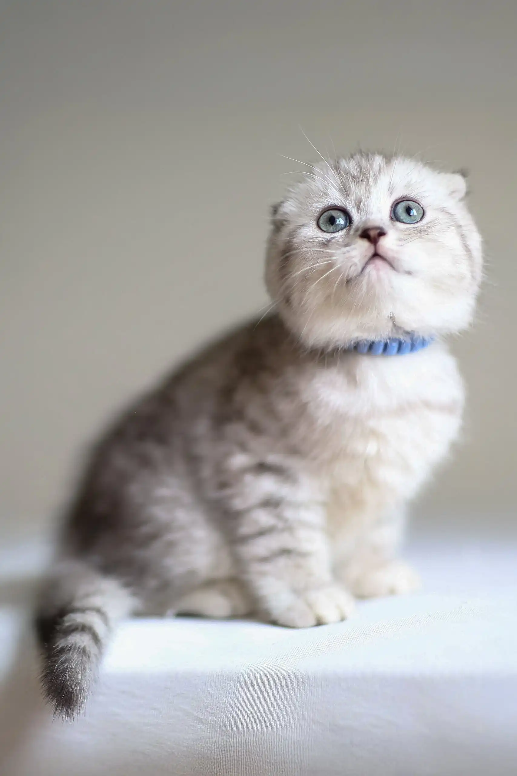 Ricky | Scottish Fold Kitten - Image 5