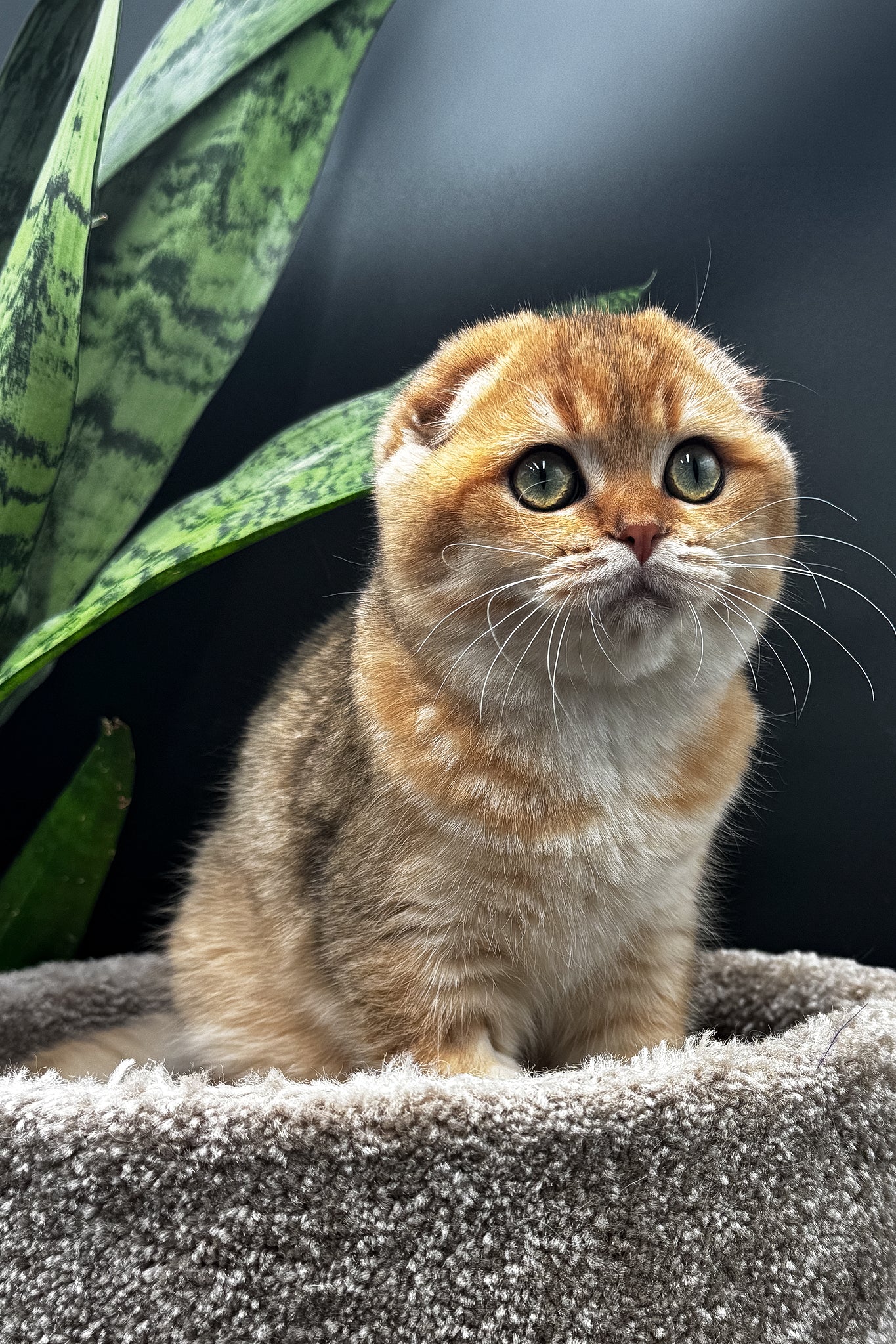 Rosi | Scottish Fold Kitten - Image 16