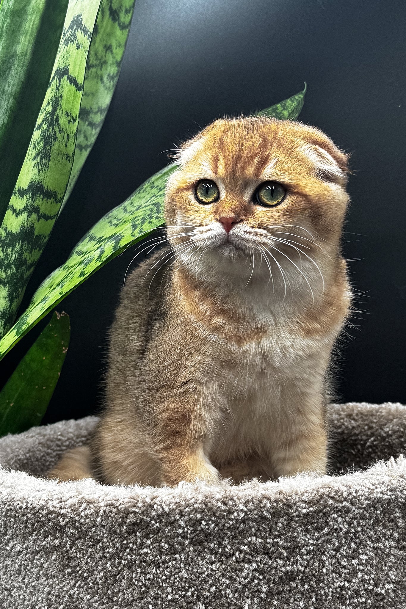 Rosi | Scottish Fold Kitten - Image 3