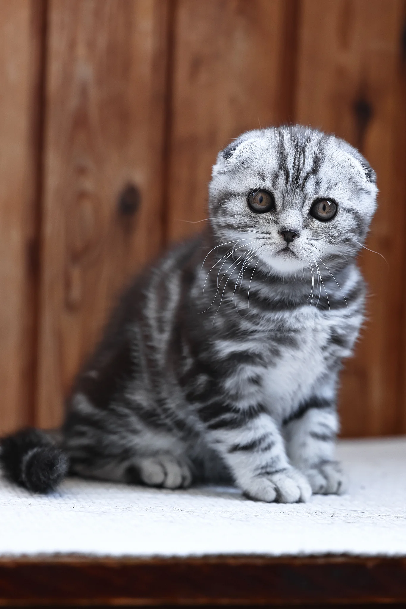 Rosie | Scottish Fold Kitten - Image 2