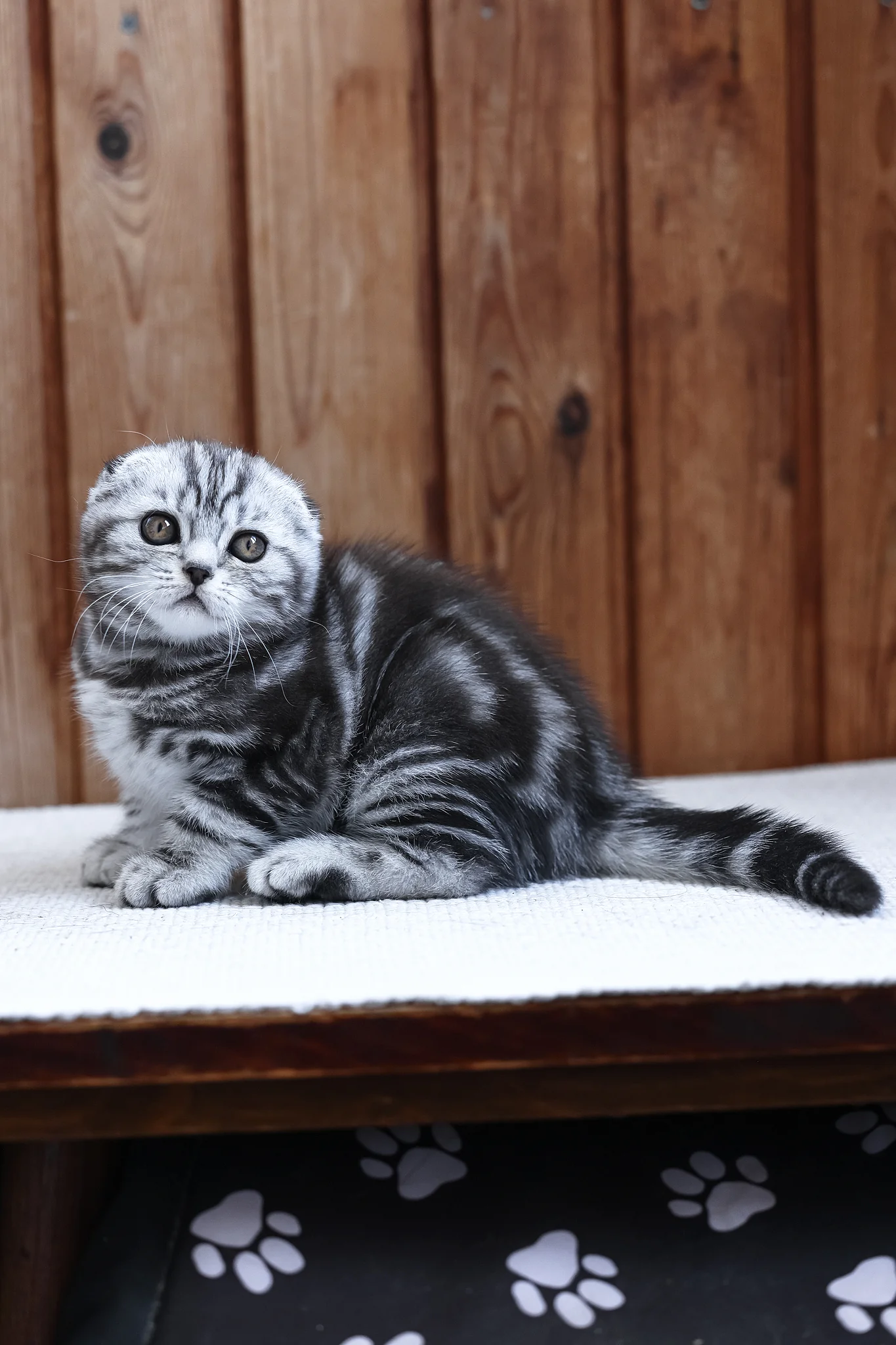 Rosie | Scottish Fold Kitten - Image 4
