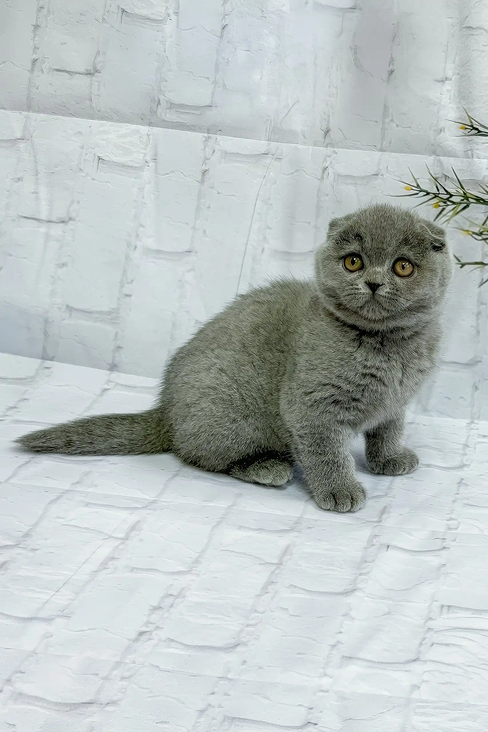 Stephanie | Scottish Fold Kitten - Image 3