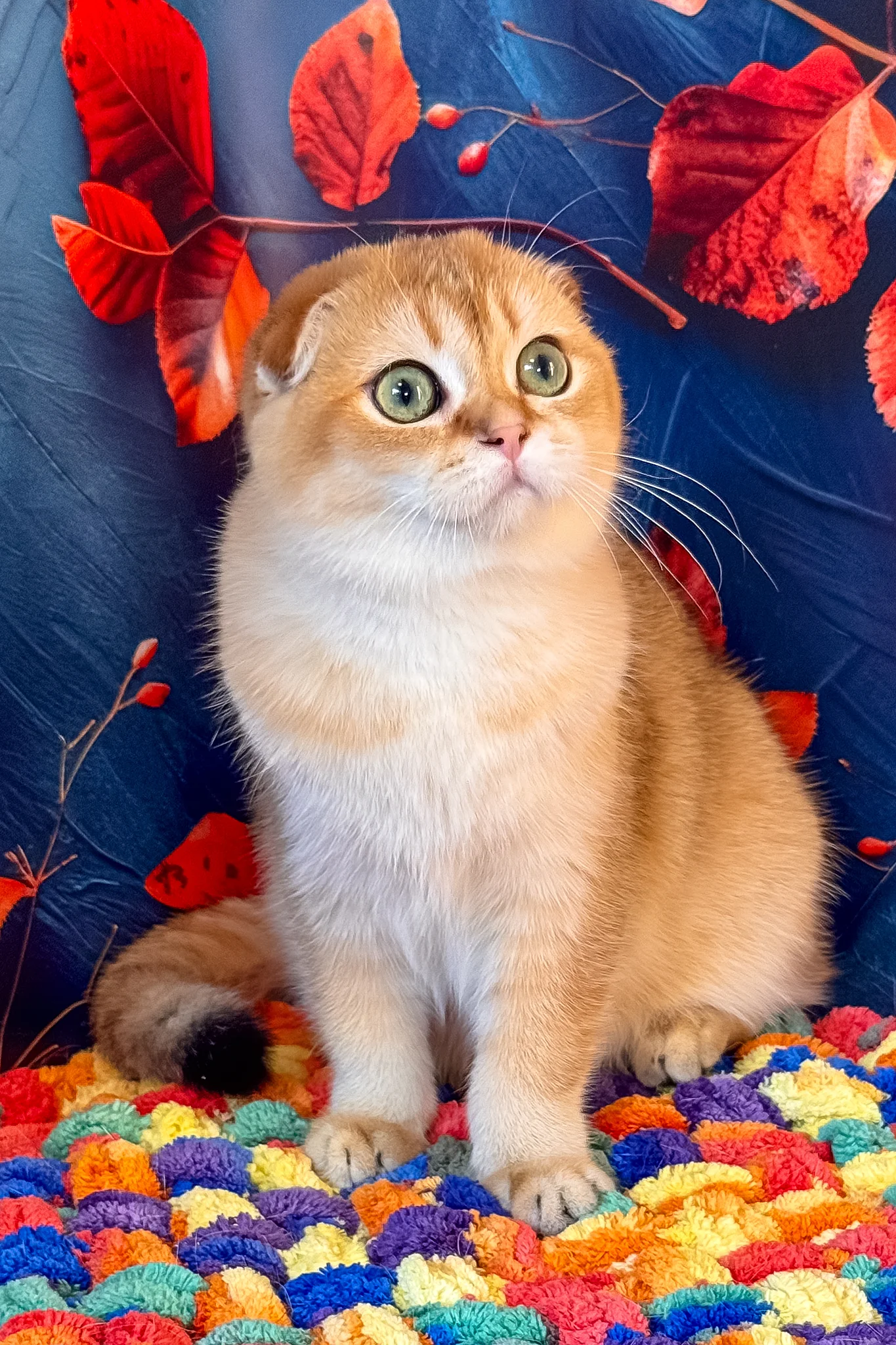 Tesla | Scottish Fold Kitten - Image 6