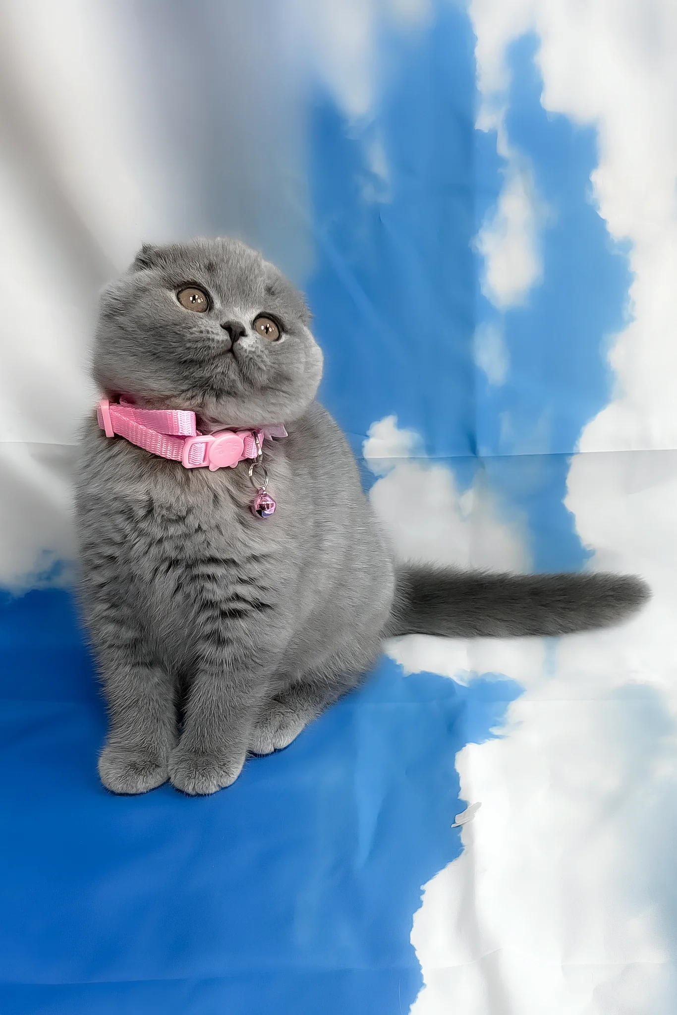 Velma | Scottish Fold Kitten - Image 2