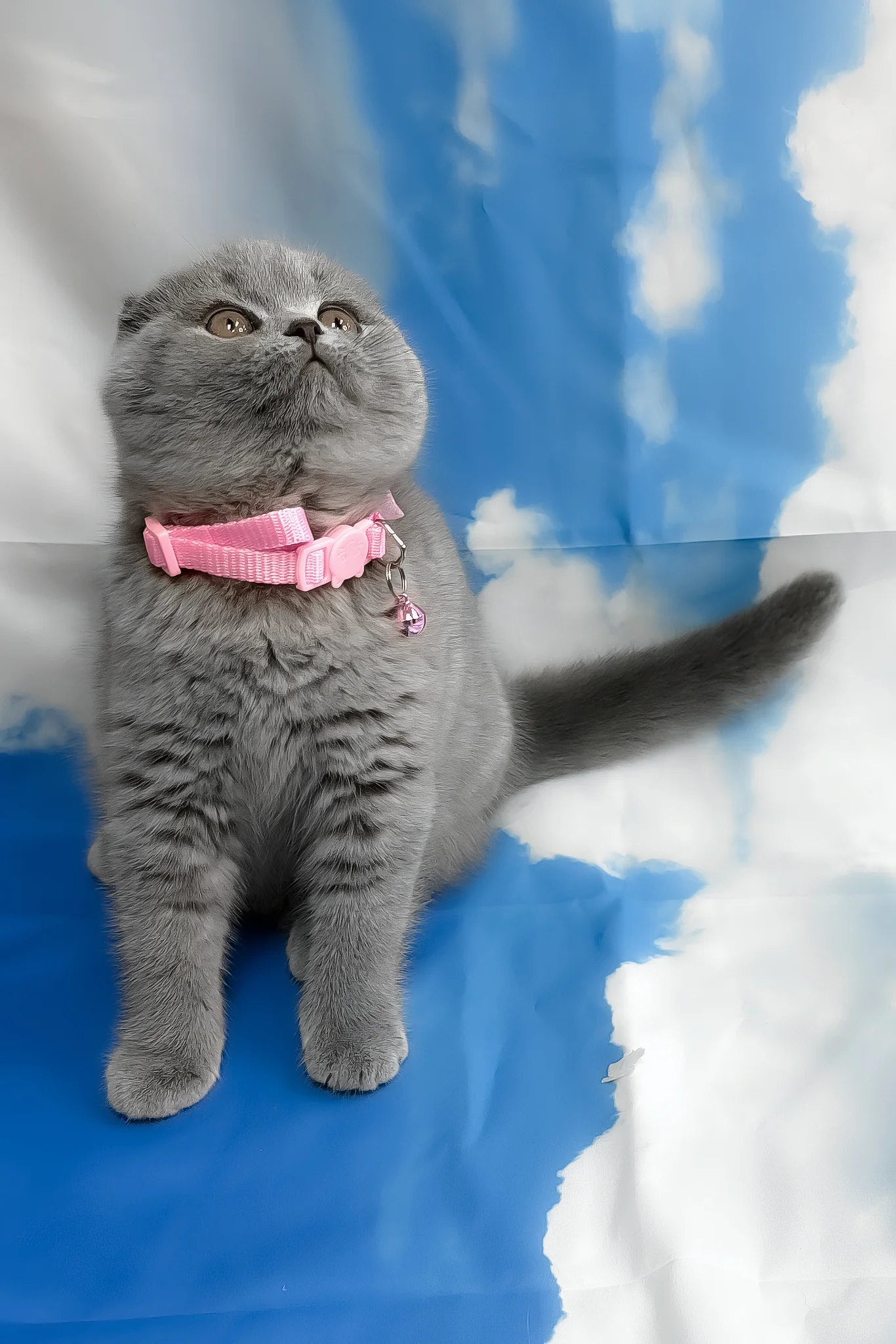Velma | Scottish Fold Kitten - Image 4