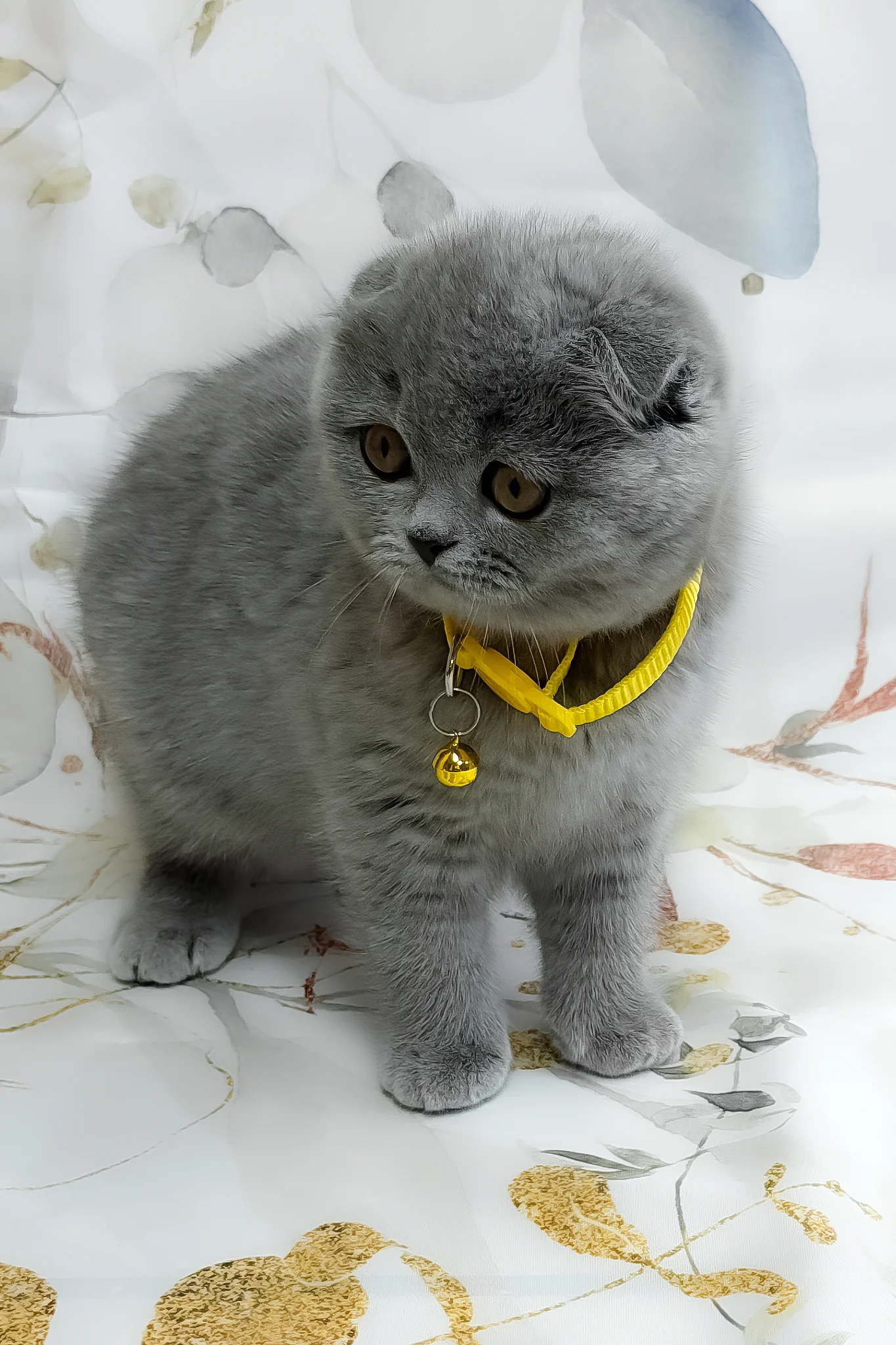 Venera | Scottish Fold Kitten - Image 2
