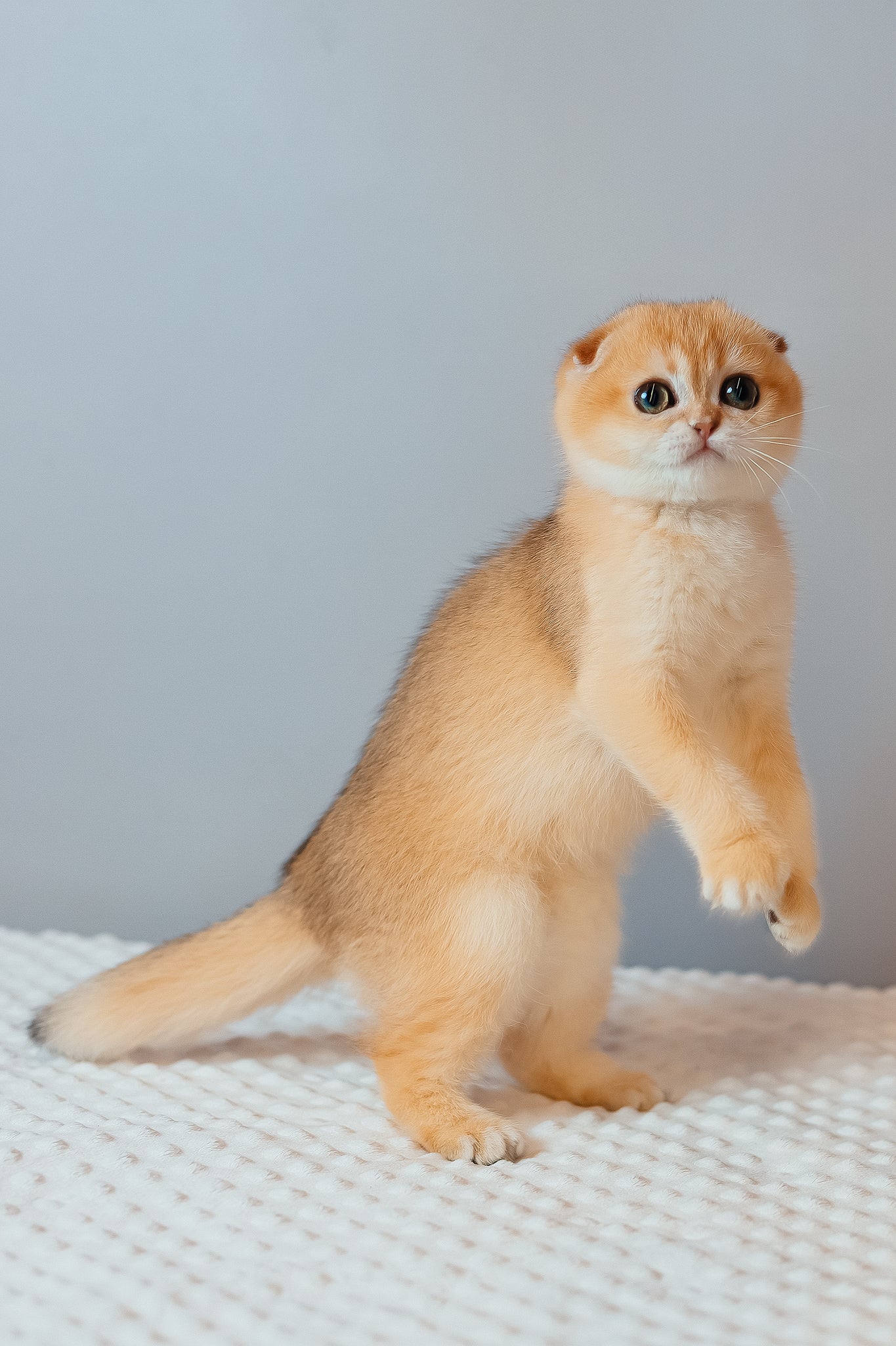 Wednesday | Scottish Fold Kitten - Image 6
