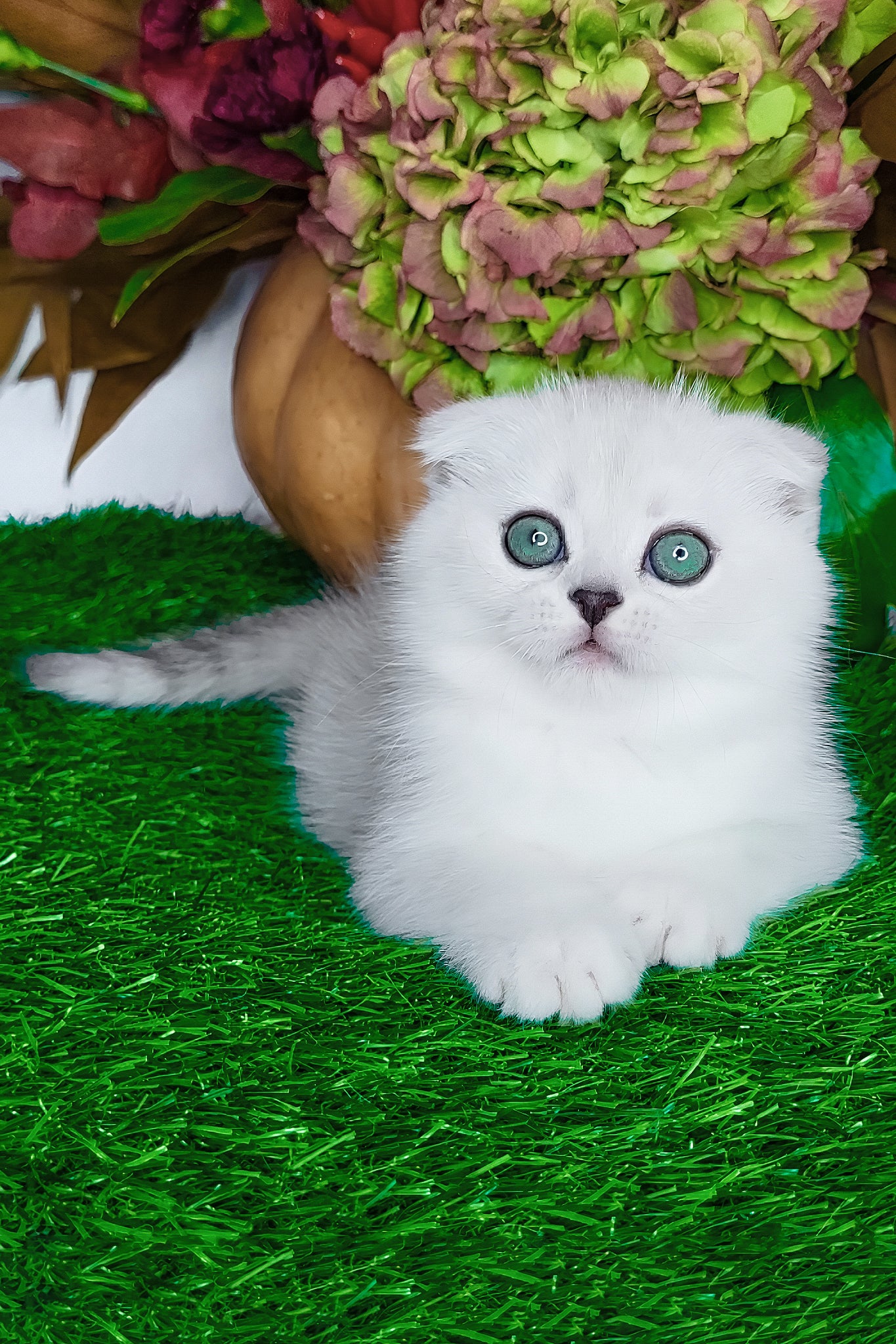 Wendy | Scottish Fold Kitten - Image 2