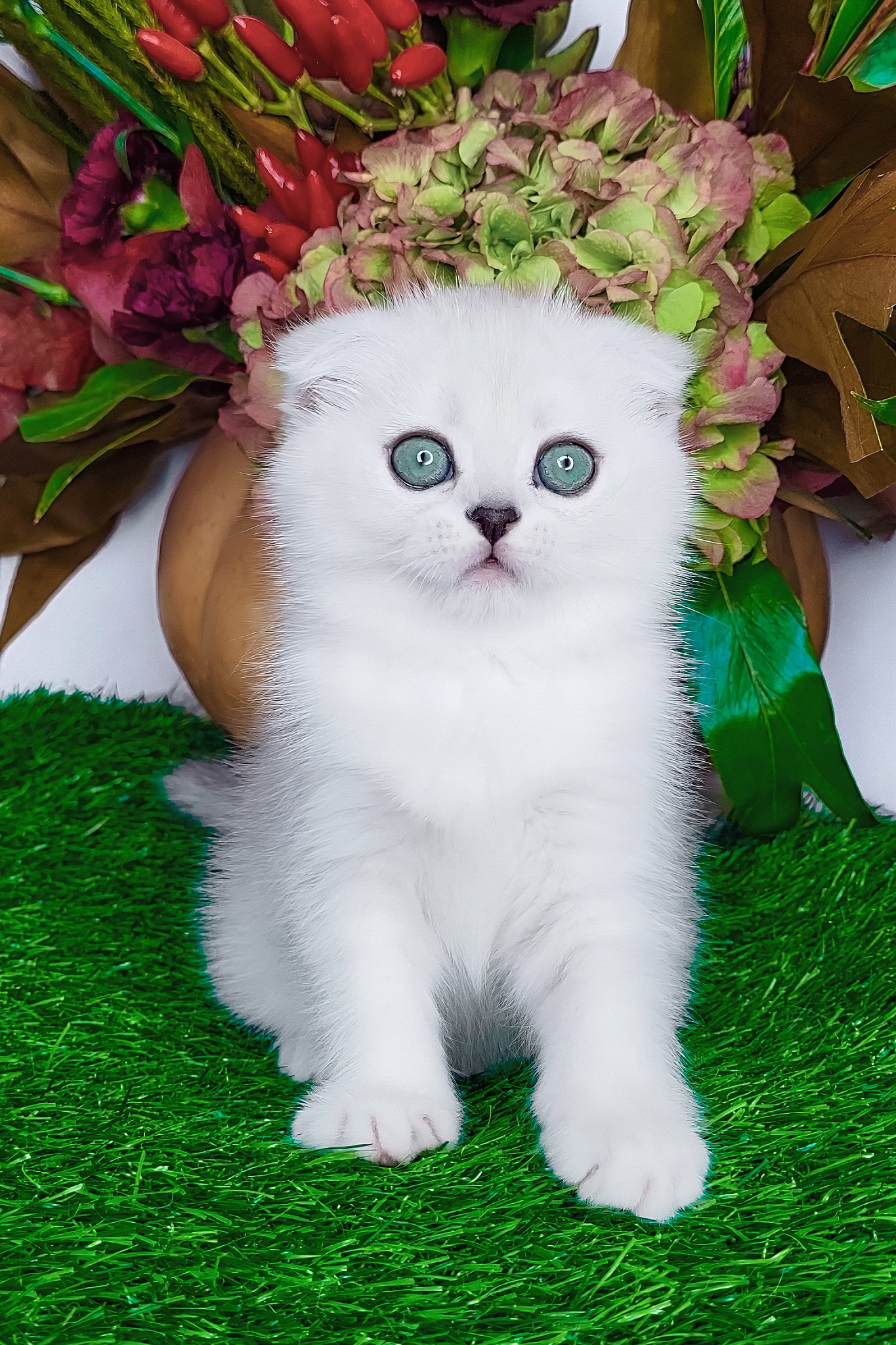 Wendy | Scottish Fold Kitten - Image 3