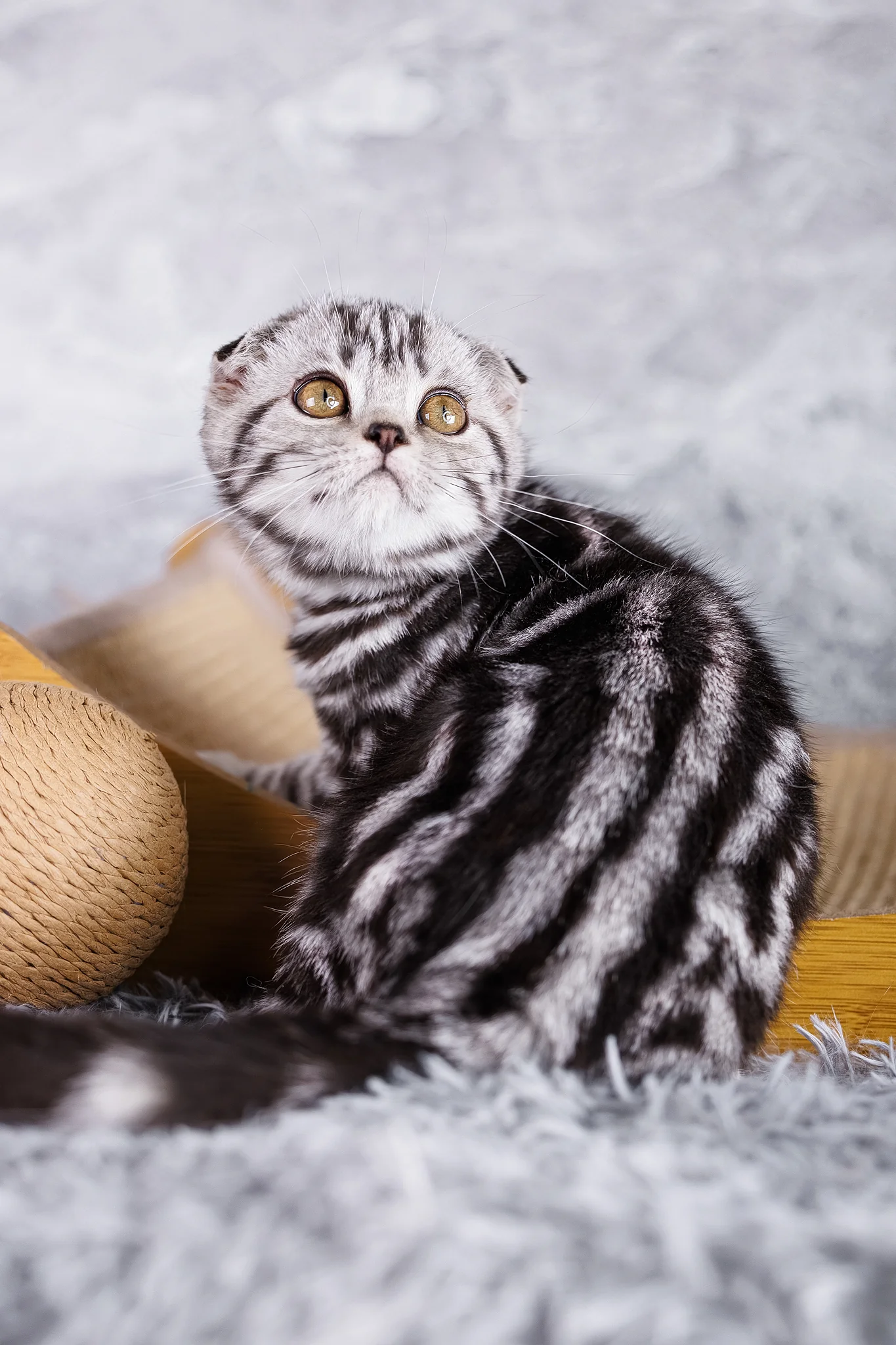 Wizzy | Scottish Fold Kitten - Image 2