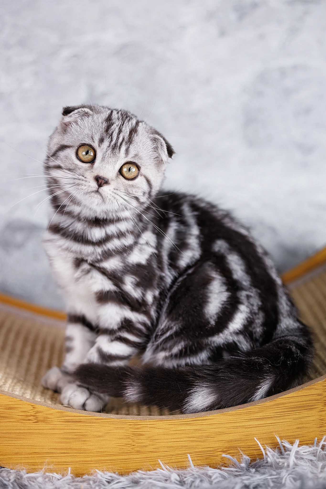 Wizzy | Scottish Fold Kitten - Image 3