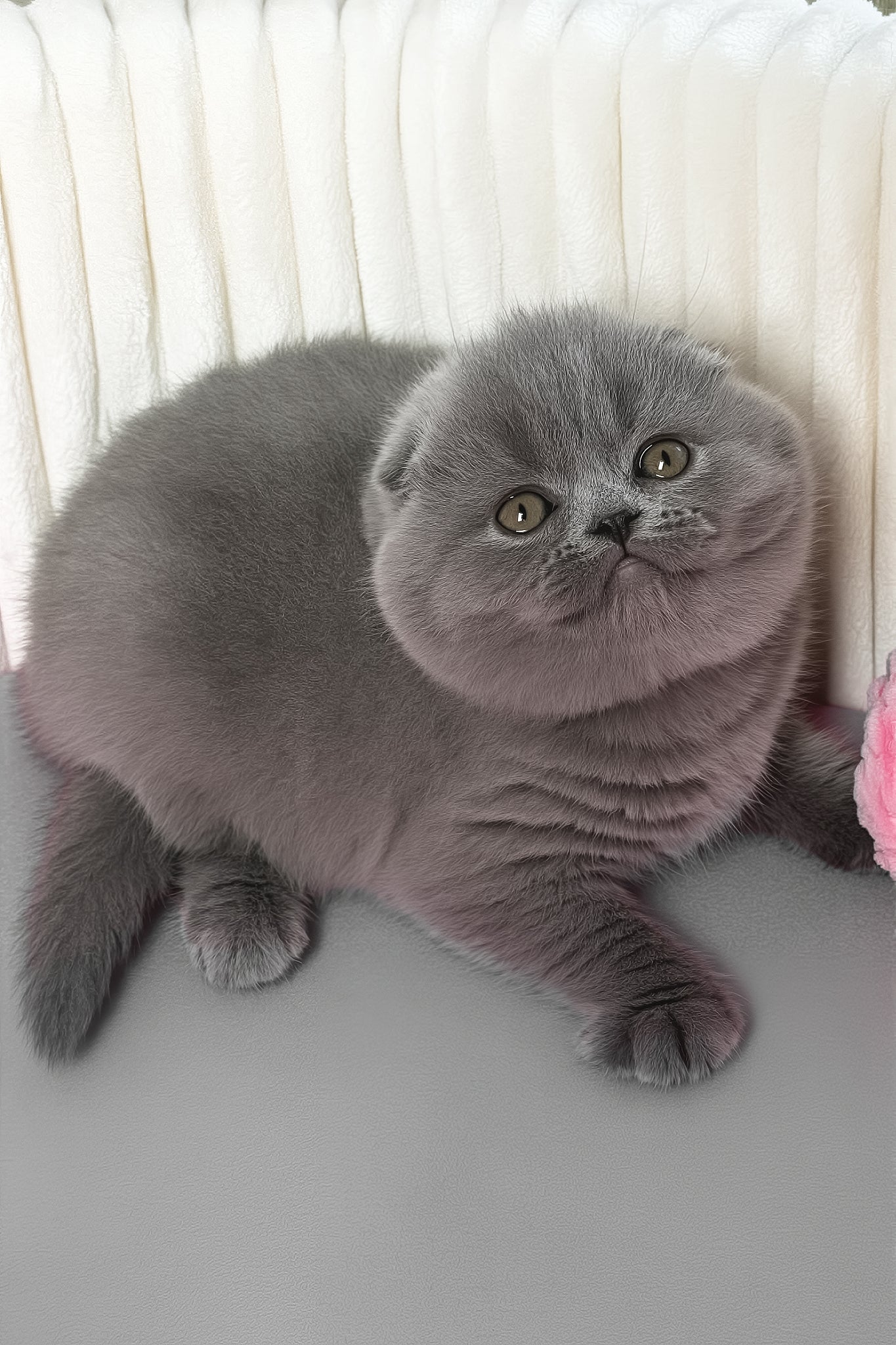Zabava | Scottish Fold Kitten - Image 4