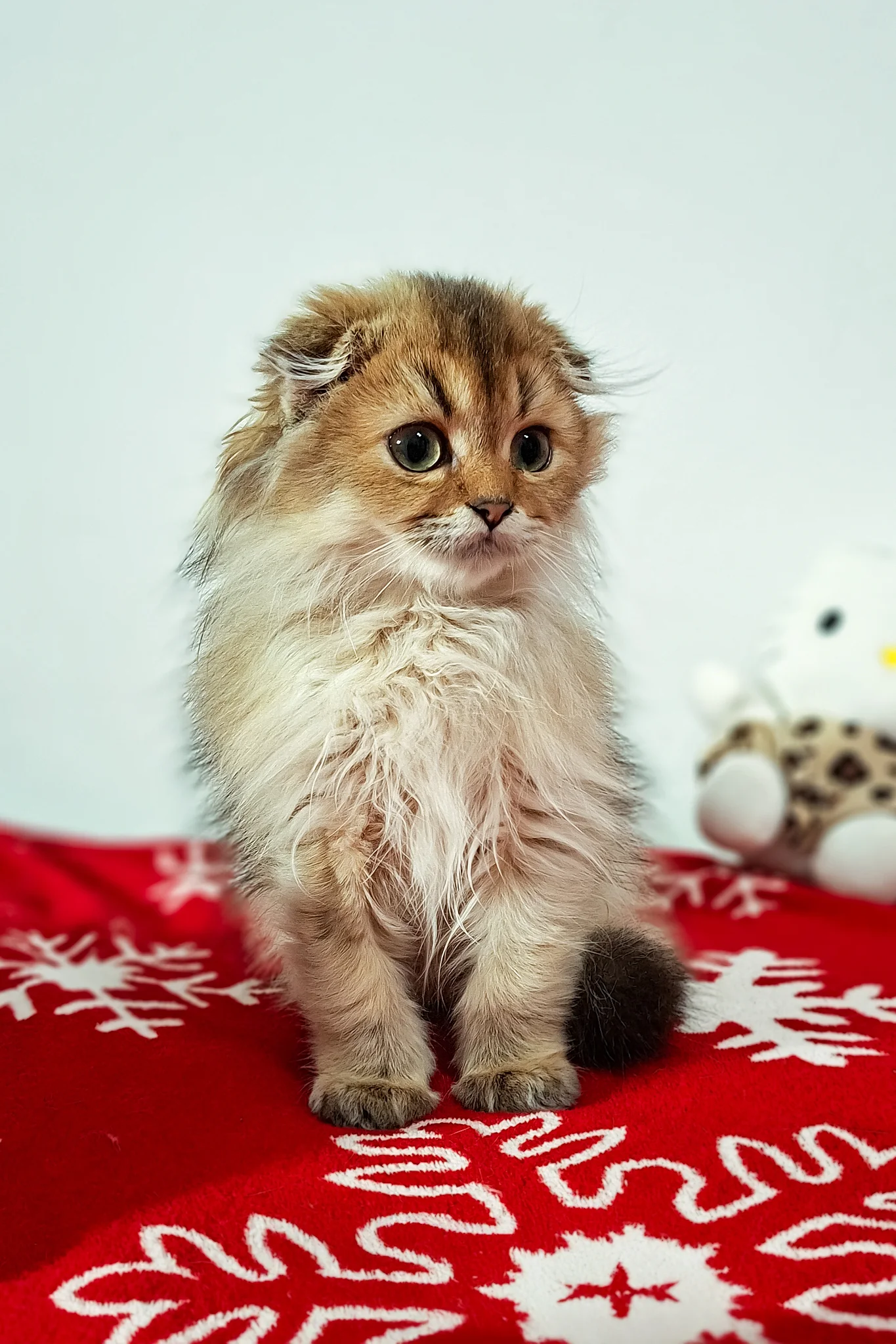 Eliza | Scottish Fold Longhair Kitten - Image 5