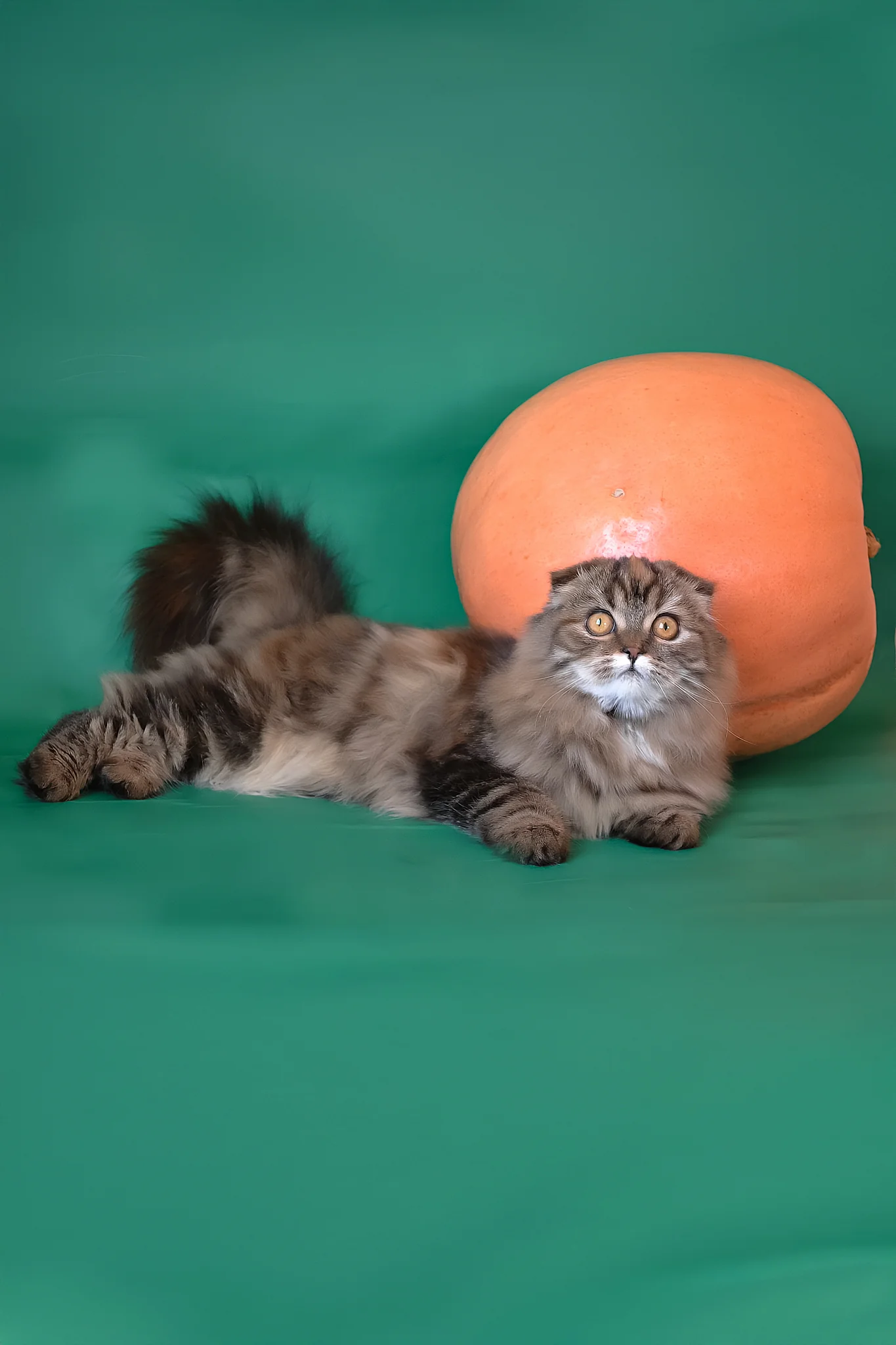 Jaconda | Scottish Fold Longhair Kitten - Image 2