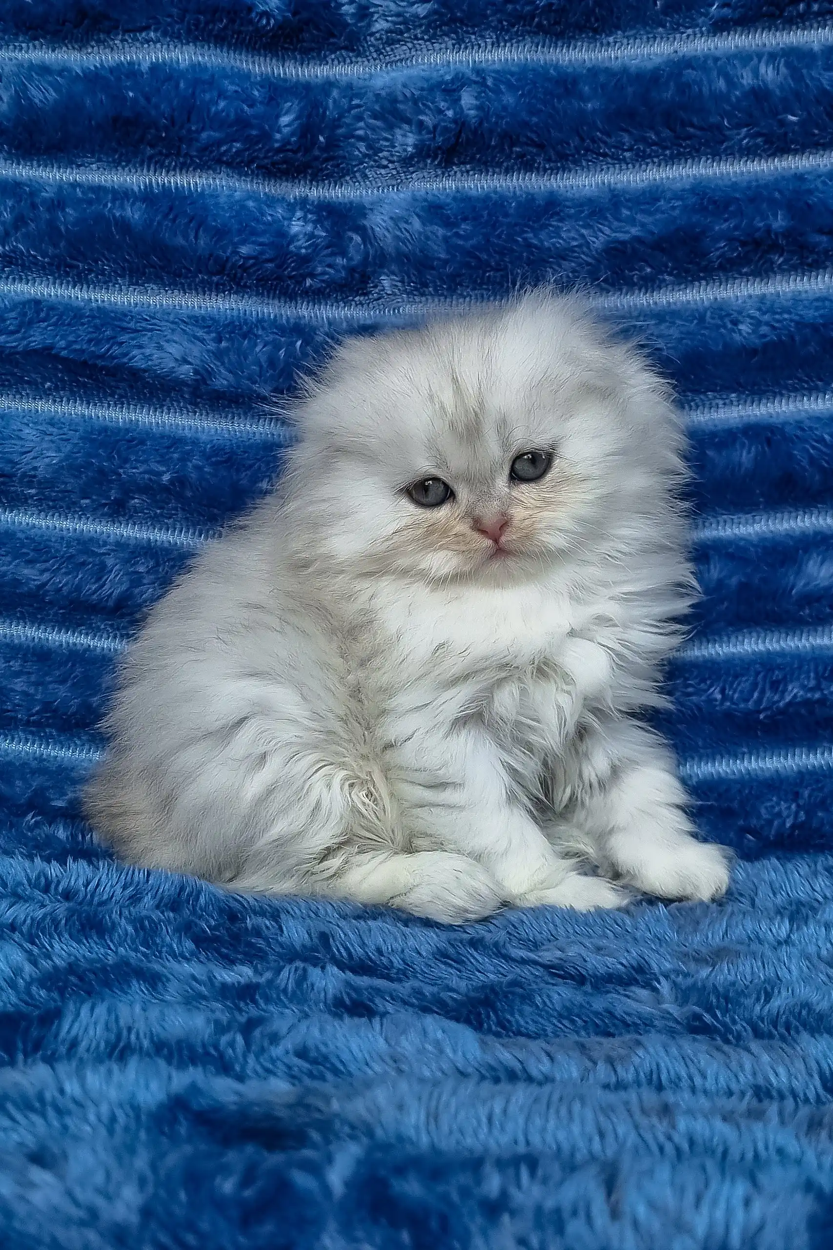Wendy | Scottish Fold Longhair Kitten - Image 4