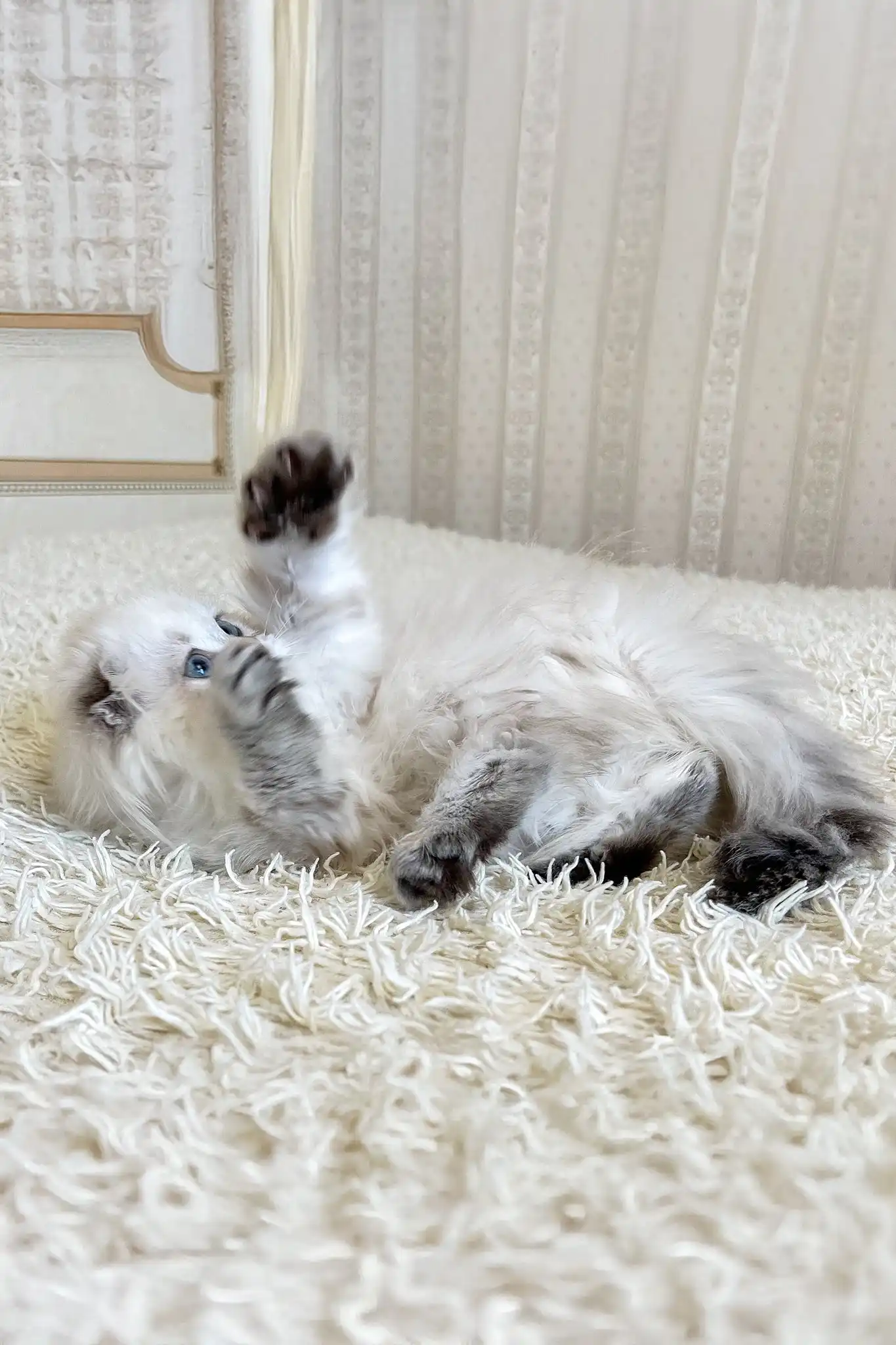 Werona | Scottish Fold Longhair Kitten - Image 4