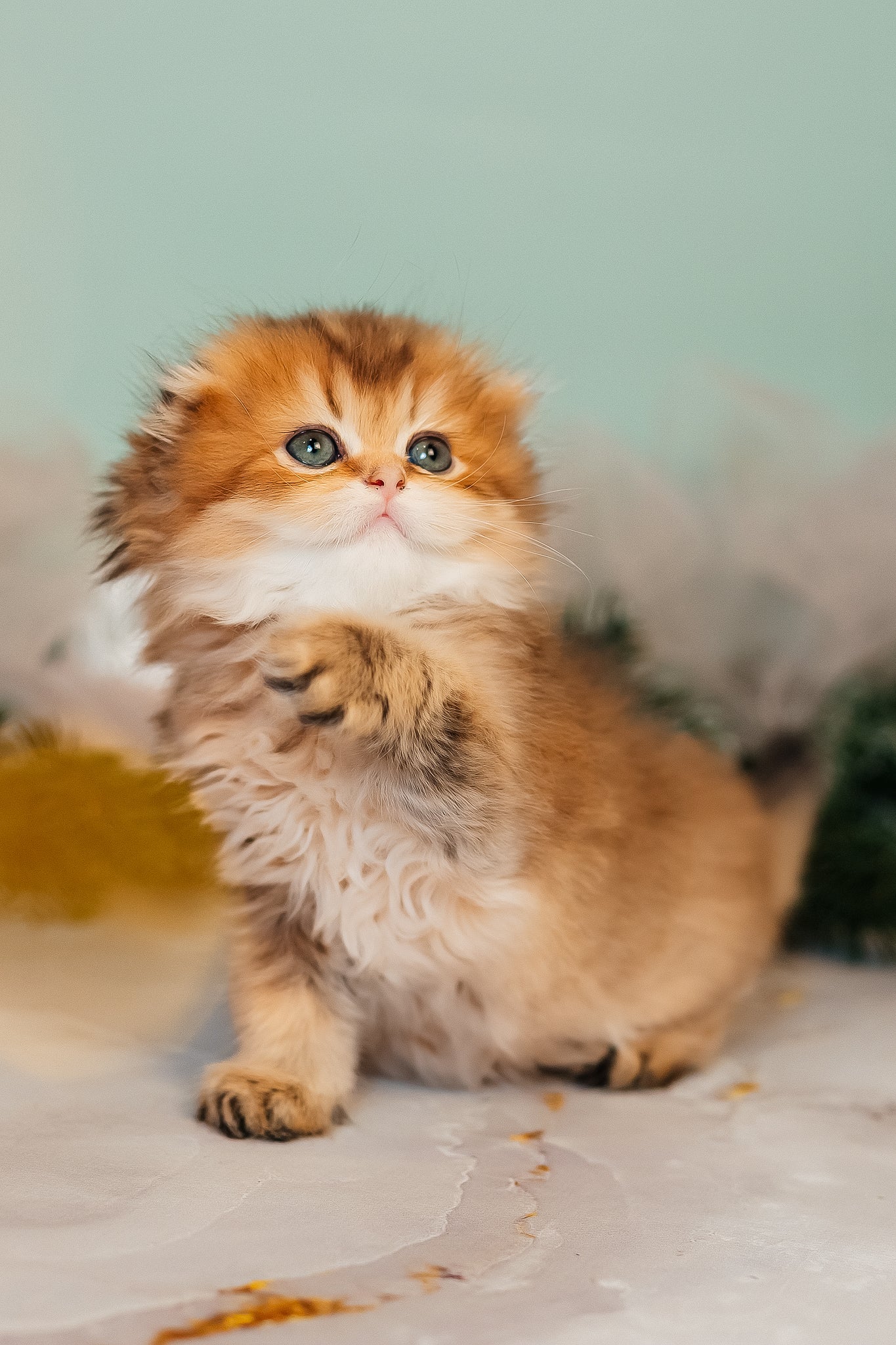 Zarina | Scottish Fold Longhair Kitten - Image 2