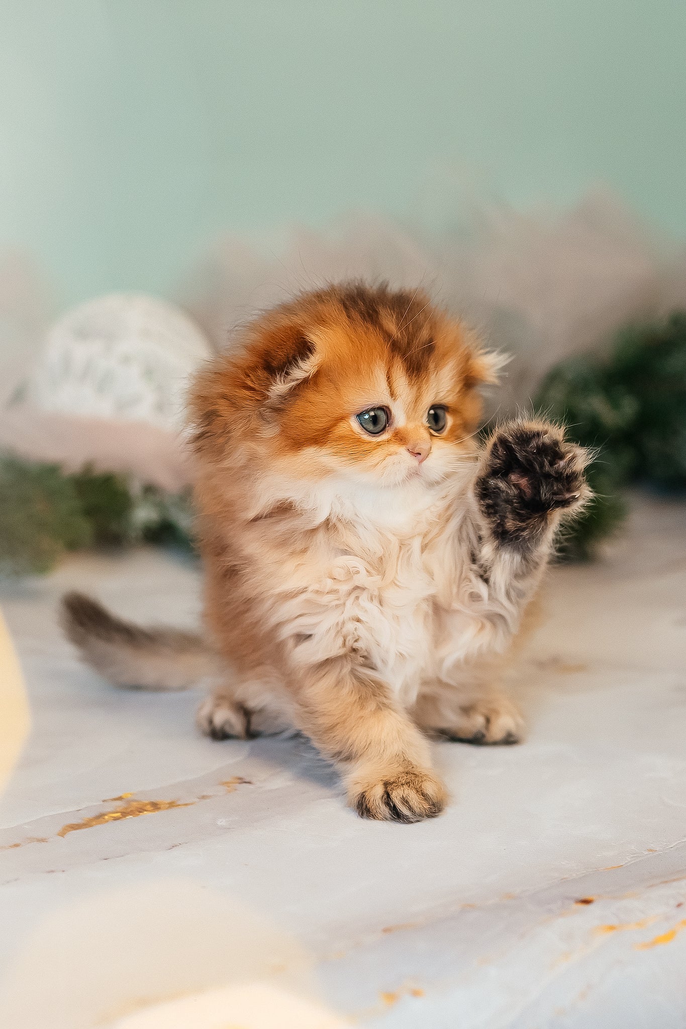 Zarina | Scottish Fold Longhair Kitten - Image 5