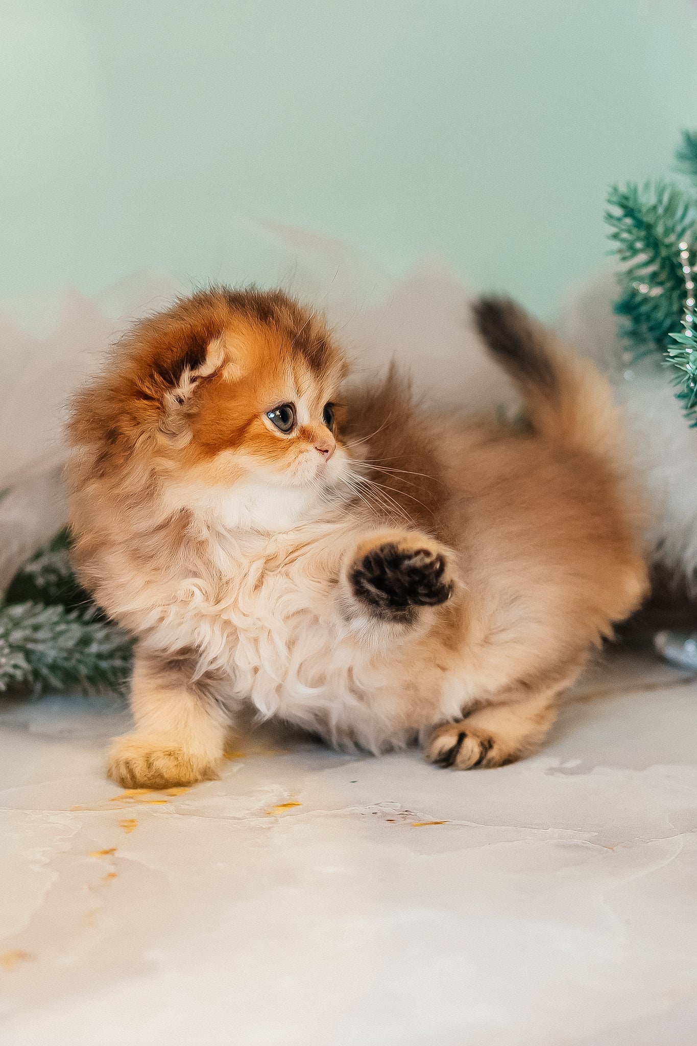 Zarina | Scottish Fold Longhair Kitten - Image 8