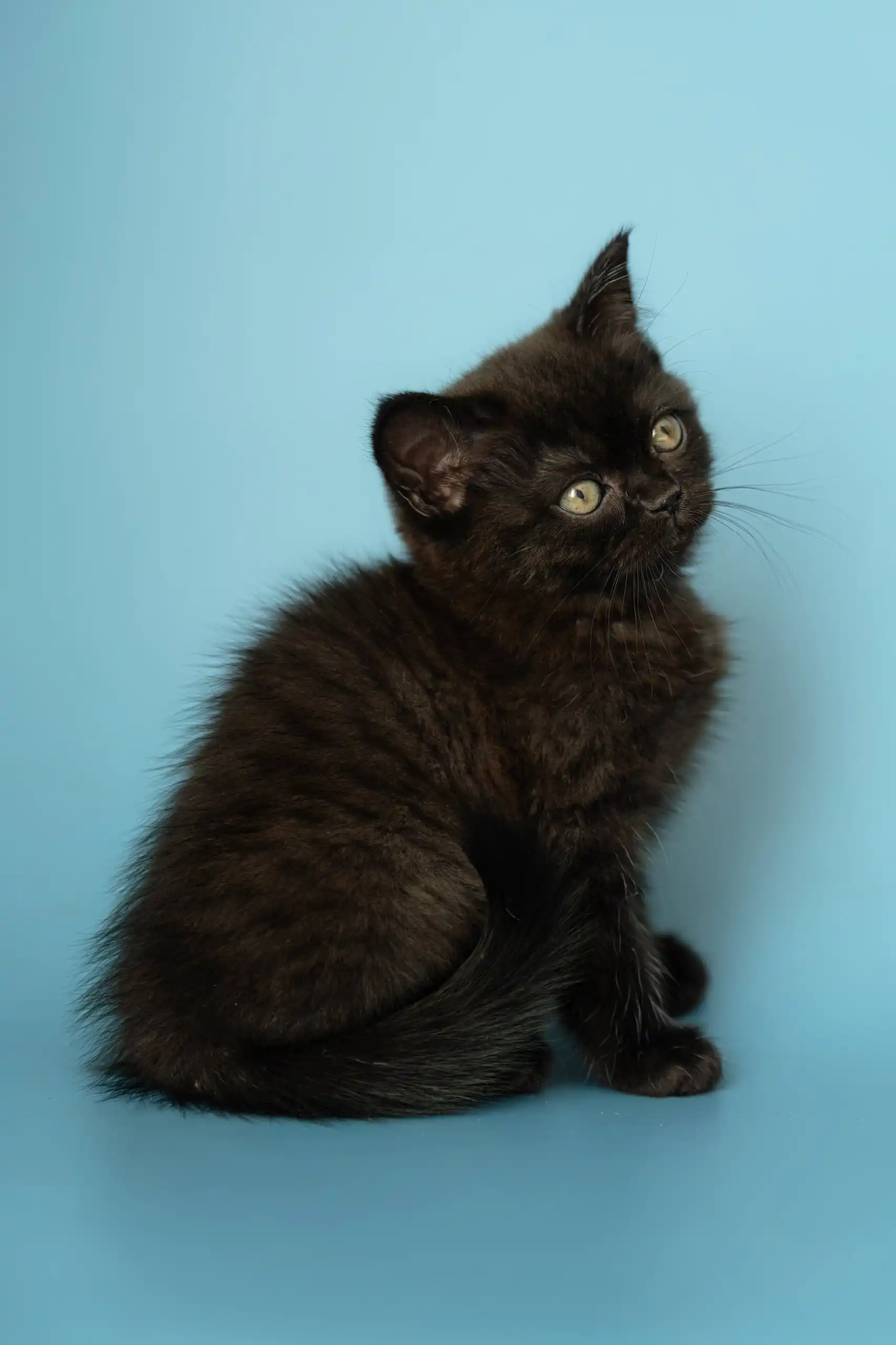 Alicia | Scottish Straight Kitten - Image 7