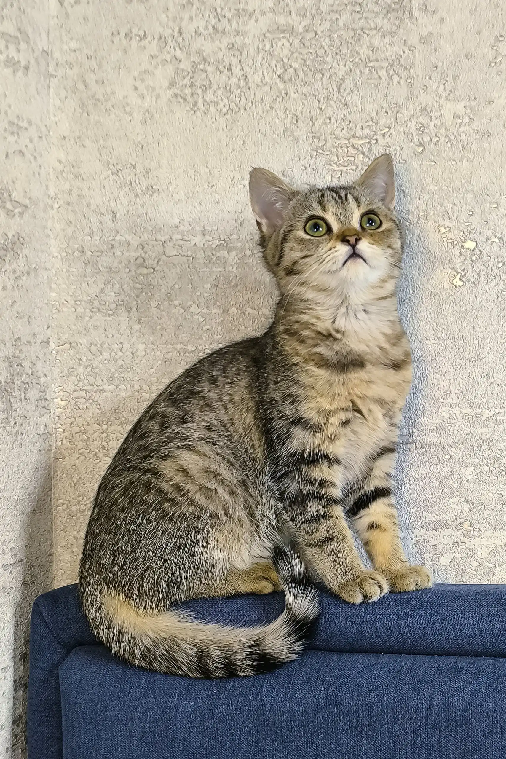 Amira | Scottish Straight Kitten - Image 6