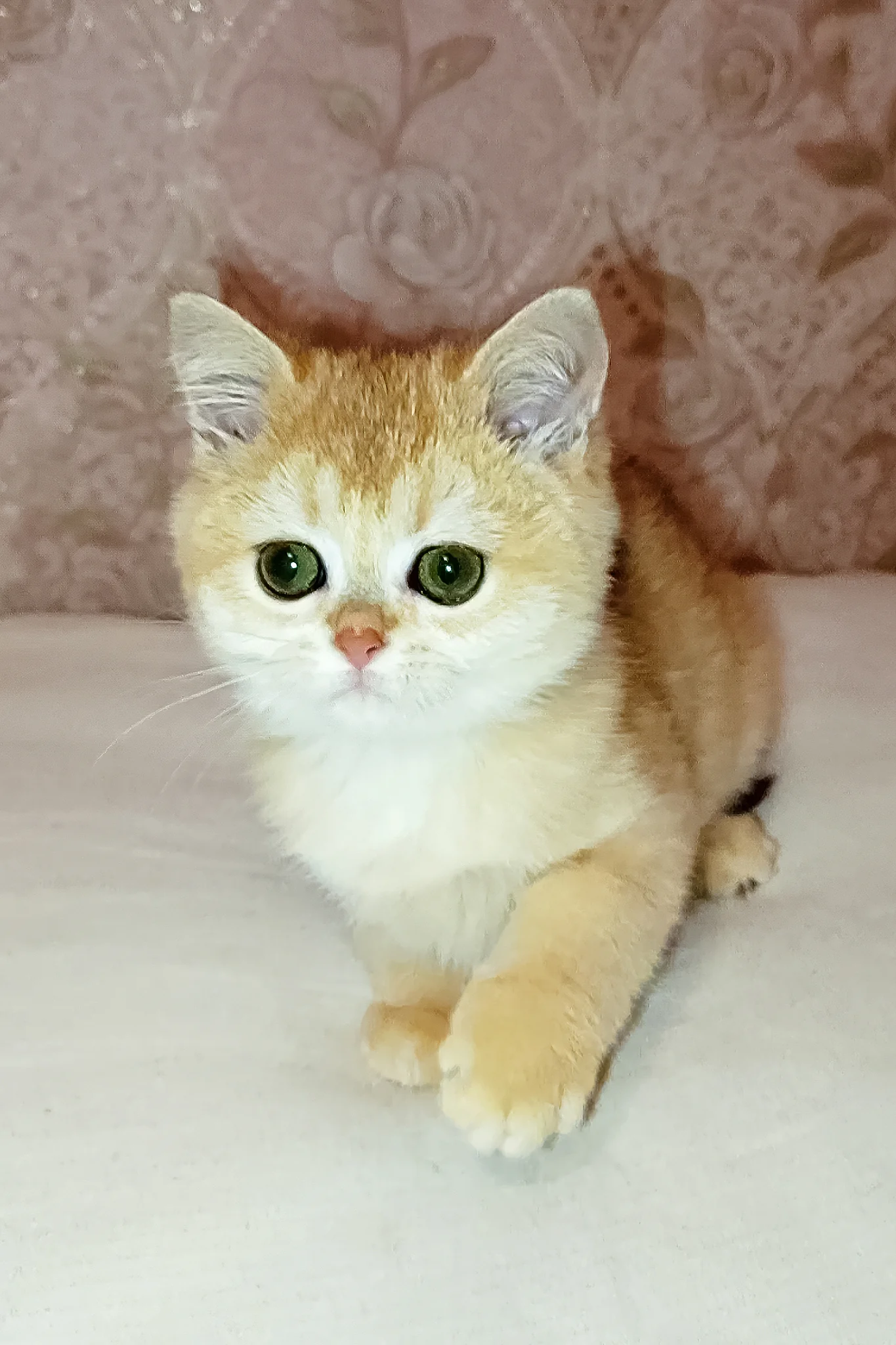 Asya | Scottish Straight Kitten - Image 2