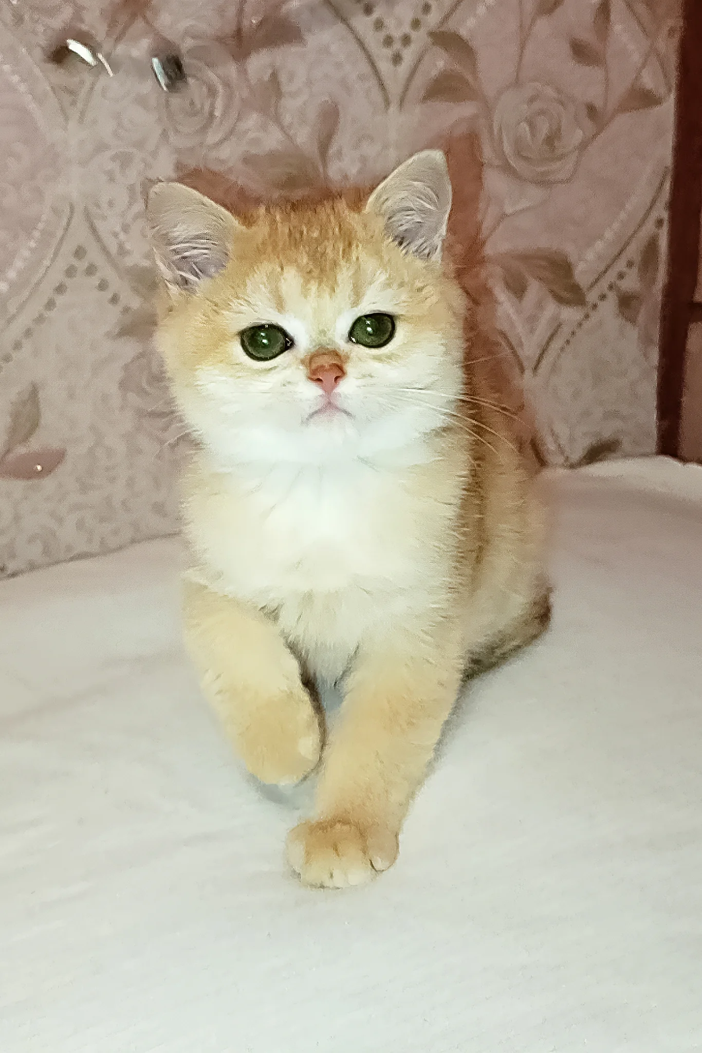 Asya | Scottish Straight Kitten - Image 4