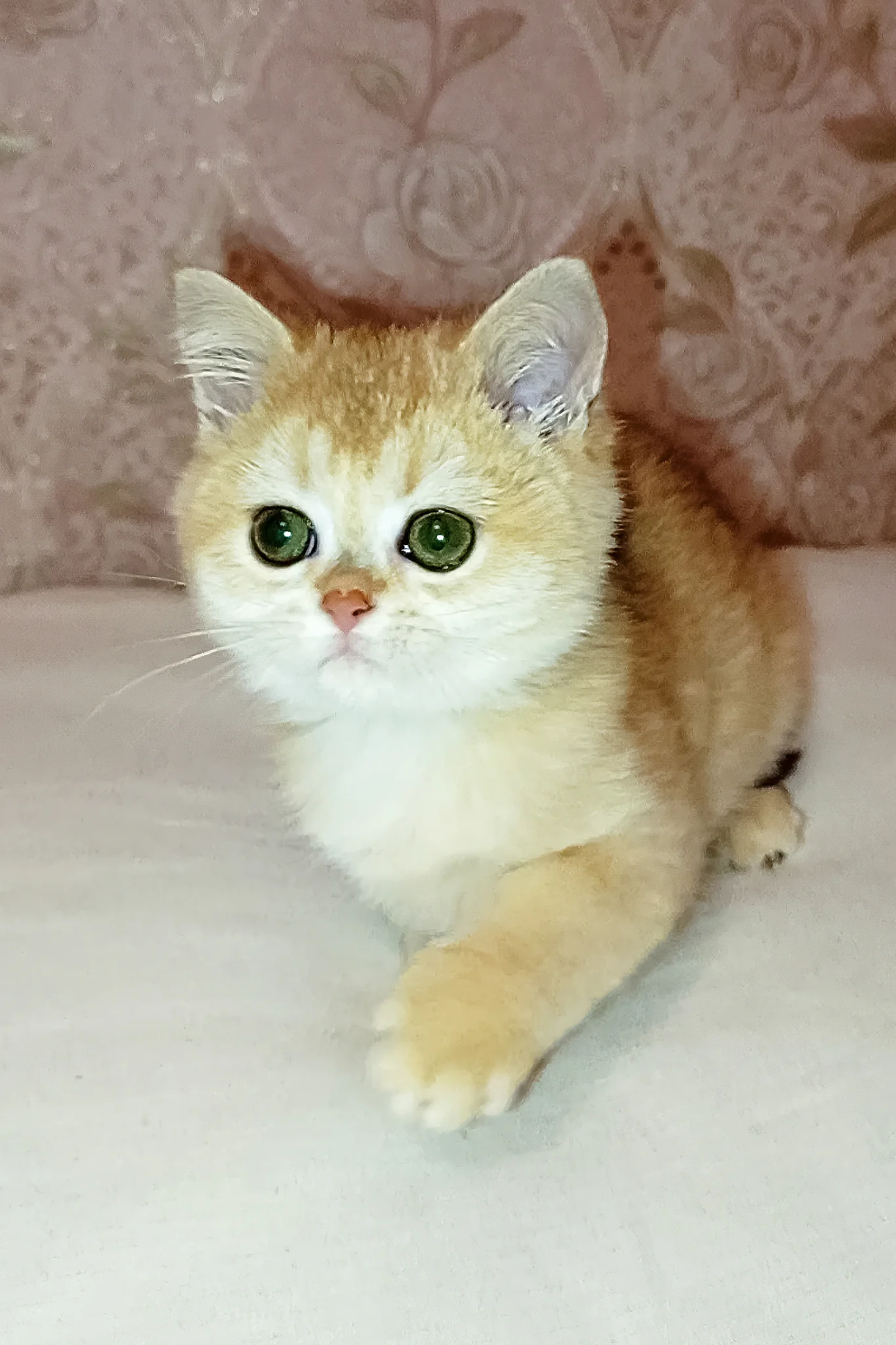 Asya | Scottish Straight Kitten - Image 5