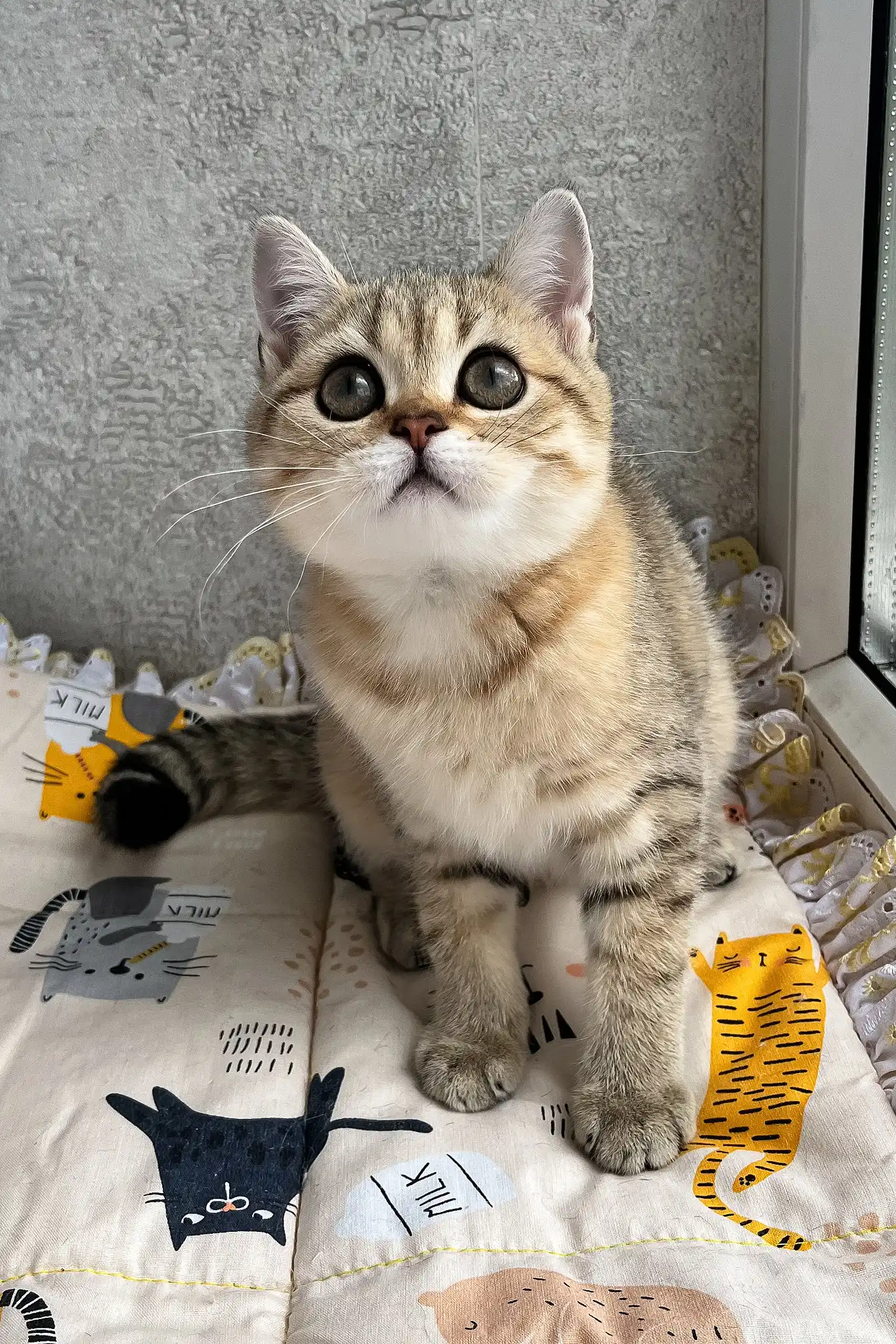 Billy | Scottish Straight Kitten - Image 2