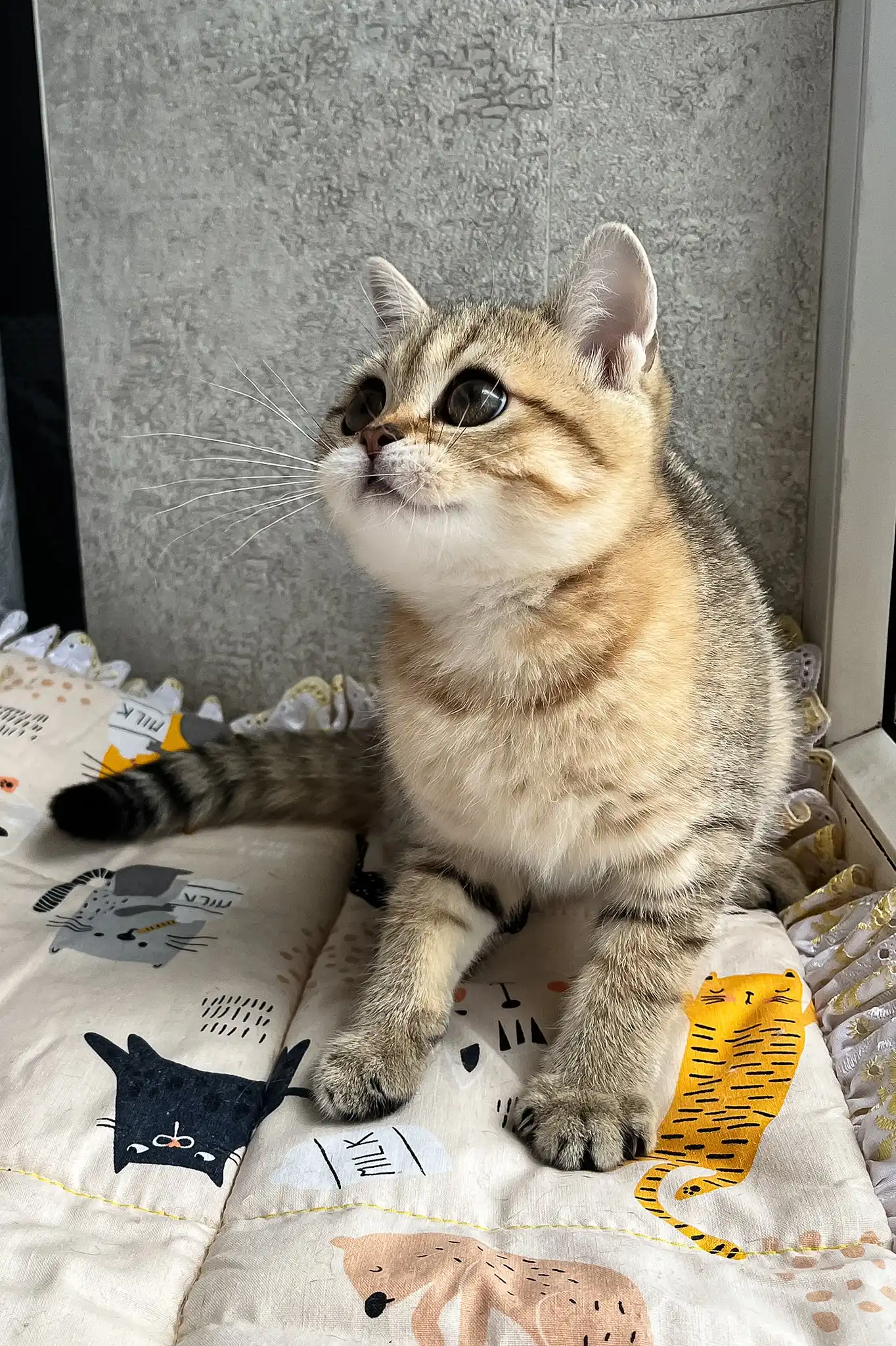 Billy | Scottish Straight Kitten - Image 5