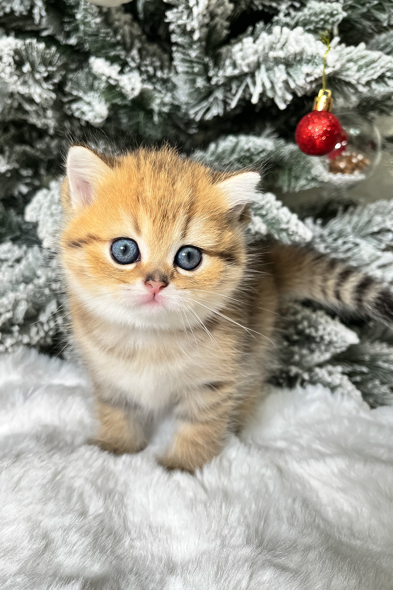 Eda | Scottish Straight Kitten - Image 6