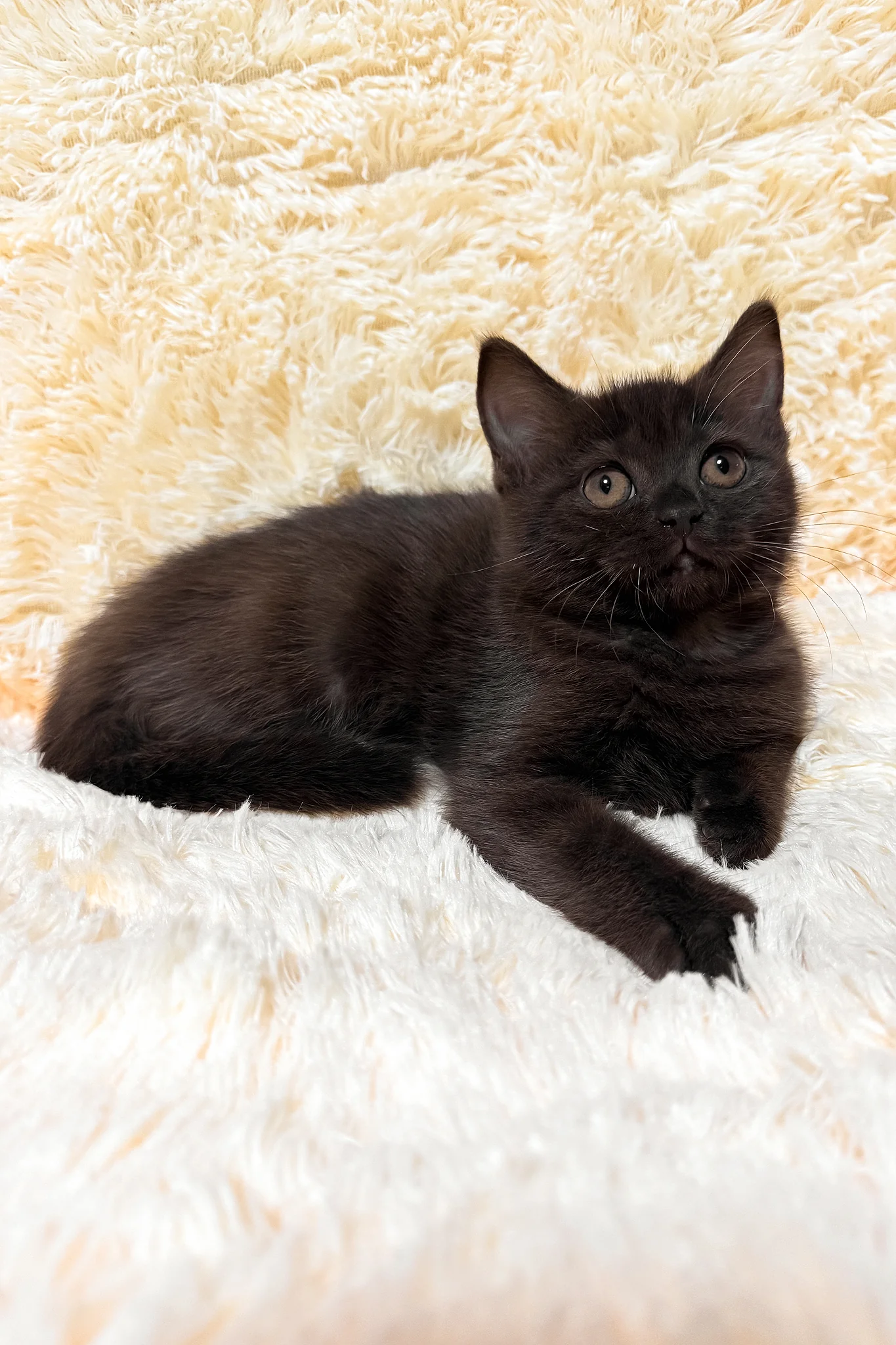 Gloria | Scottish Straight Kitten - Image 4