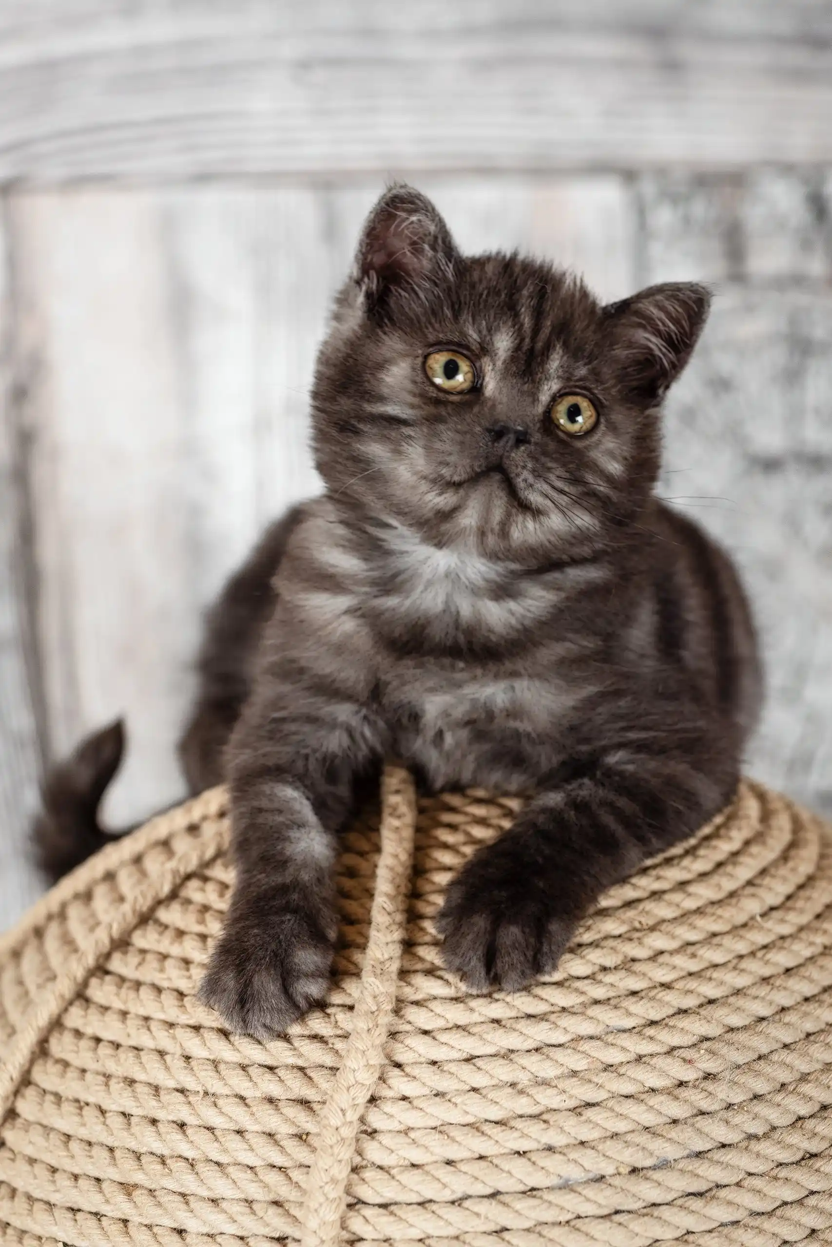 Irma | Scottish Straight Kitten - Image 4
