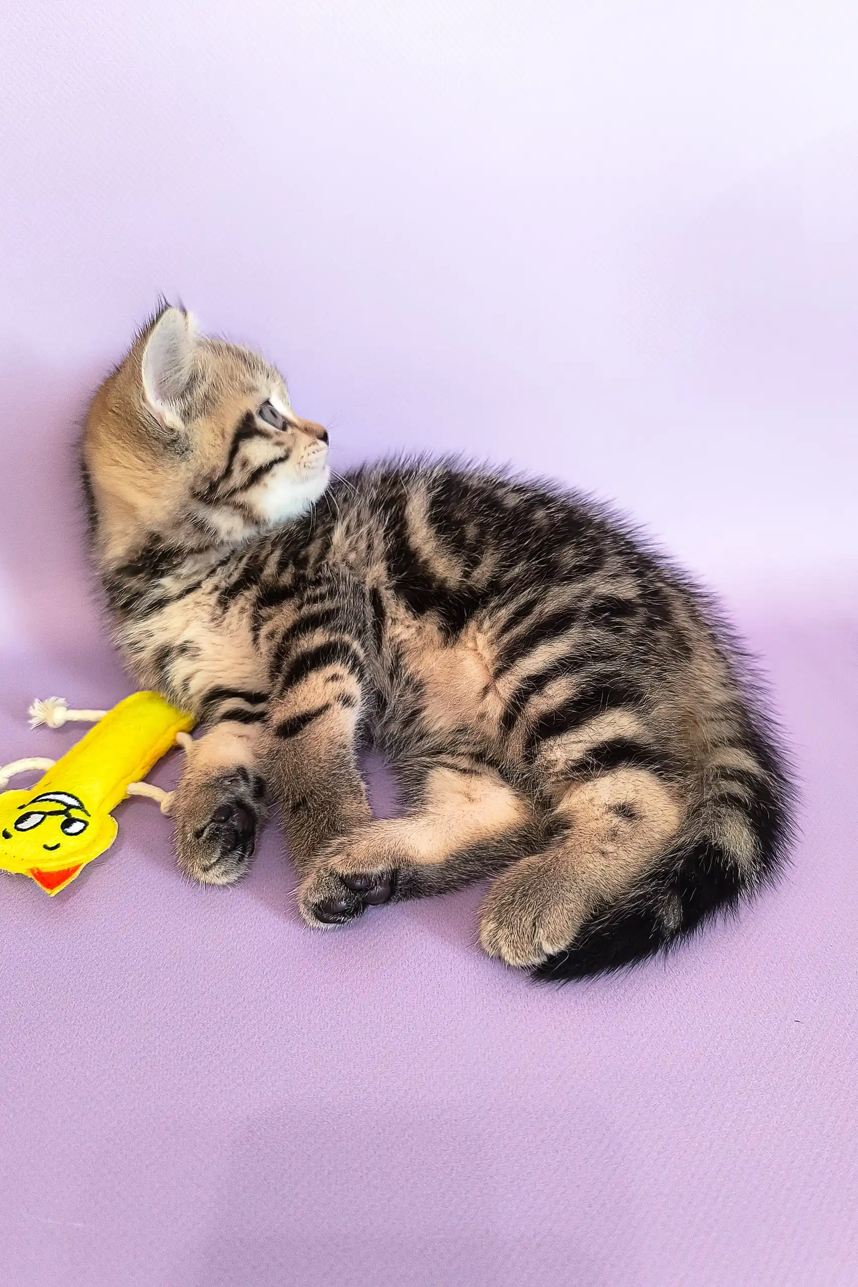 Izida | Scottish Straight Kitten - Image 3