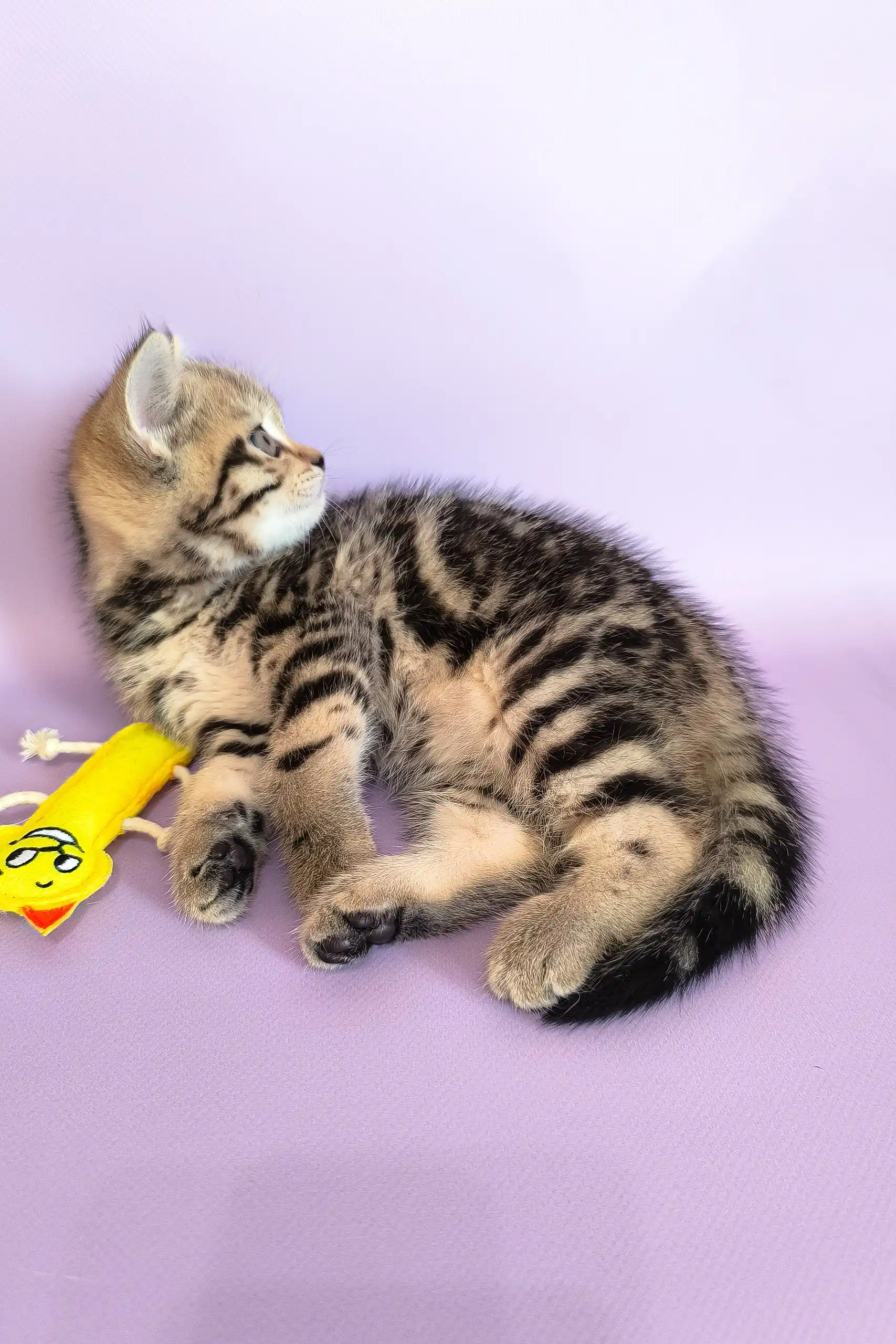 Izida | Scottish Straight Kitten - Image 7