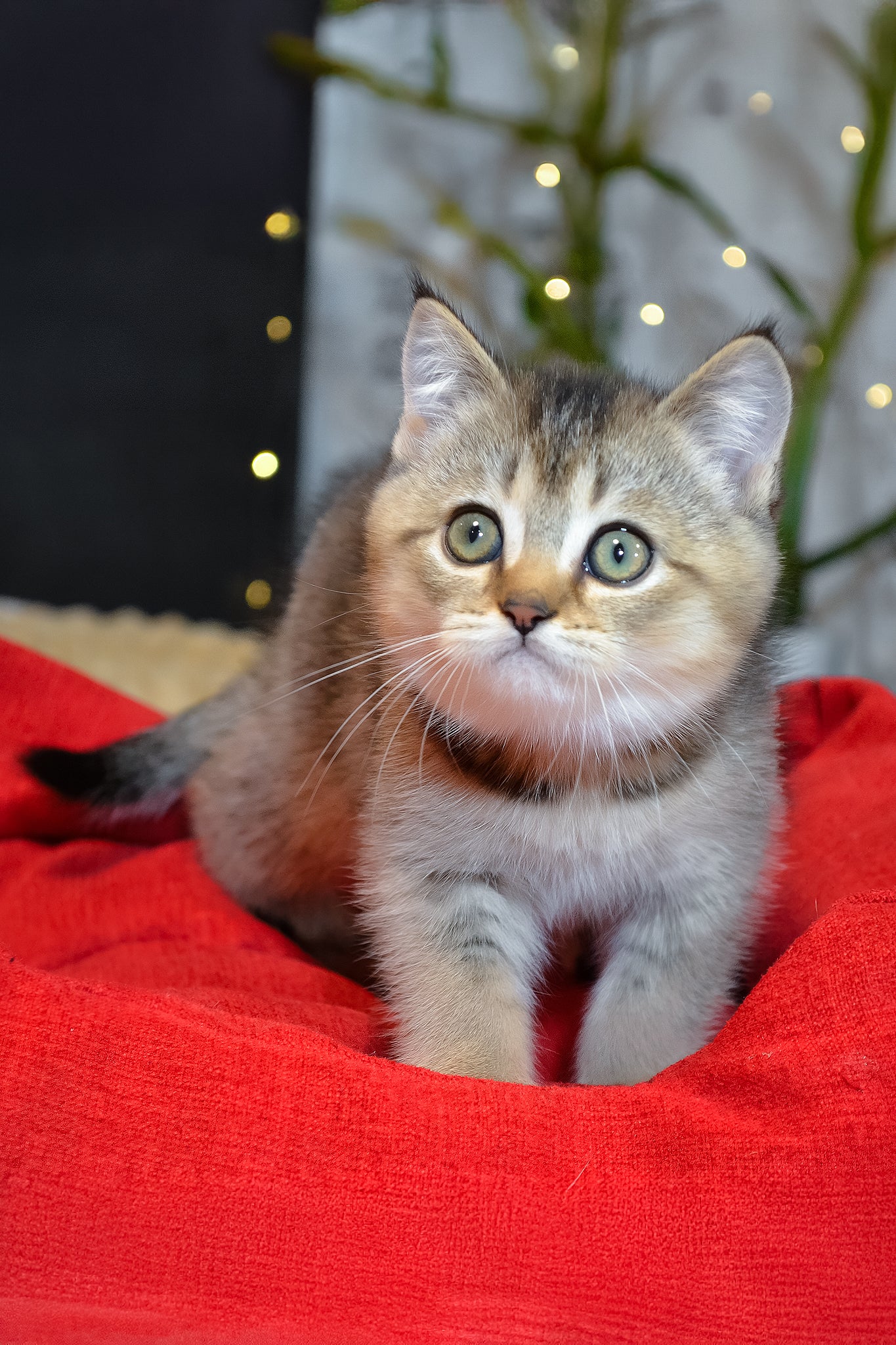Juli | Scottish Straight Kitten - Image 8