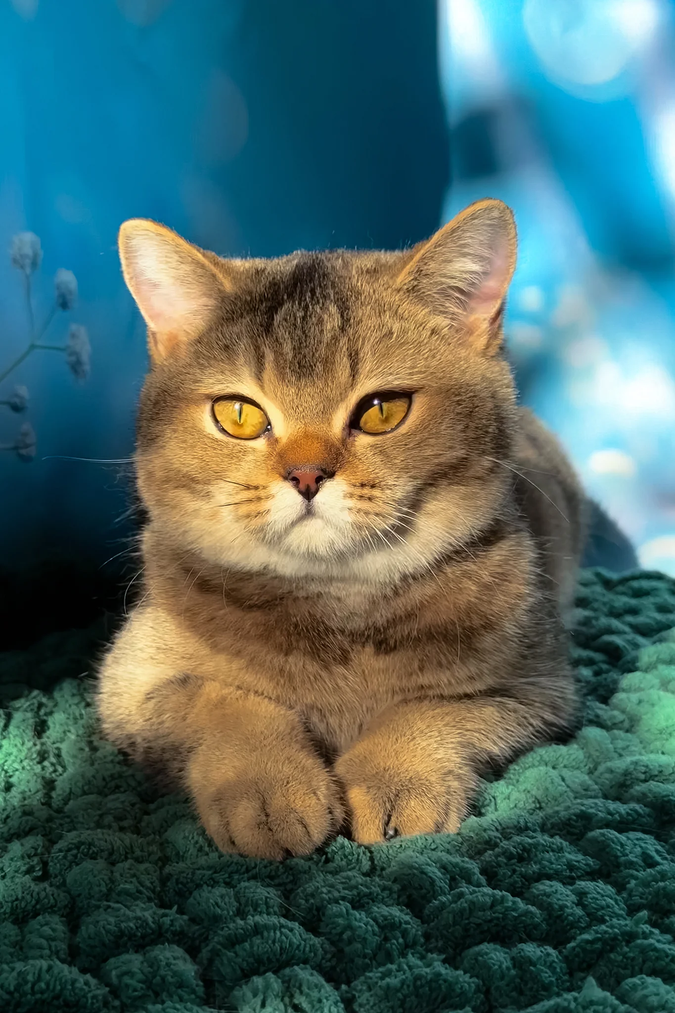 Ofeliya | Scottish Straight Kitten