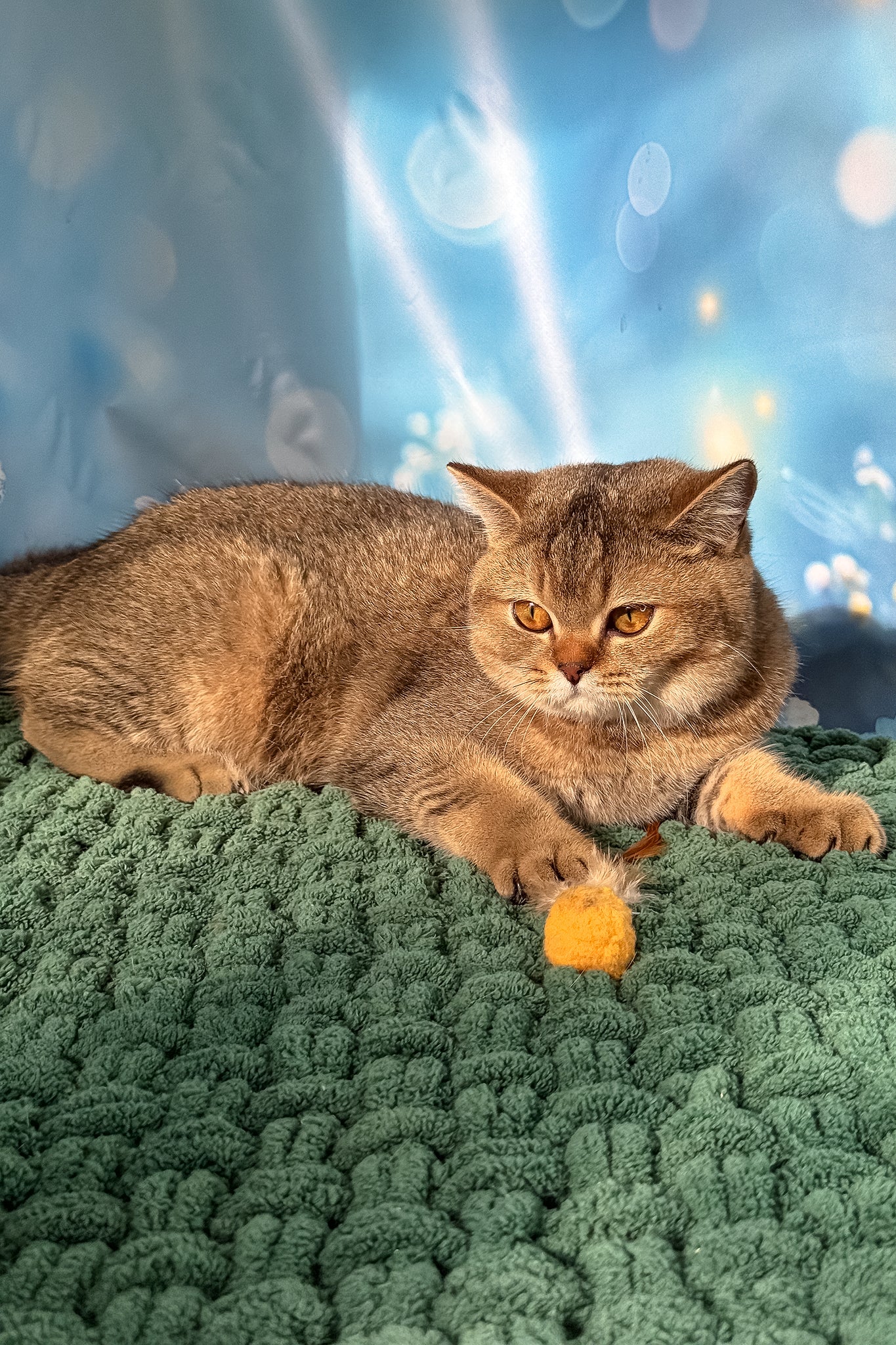 Ofeliya | Scottish Straight Kitten - Image 6