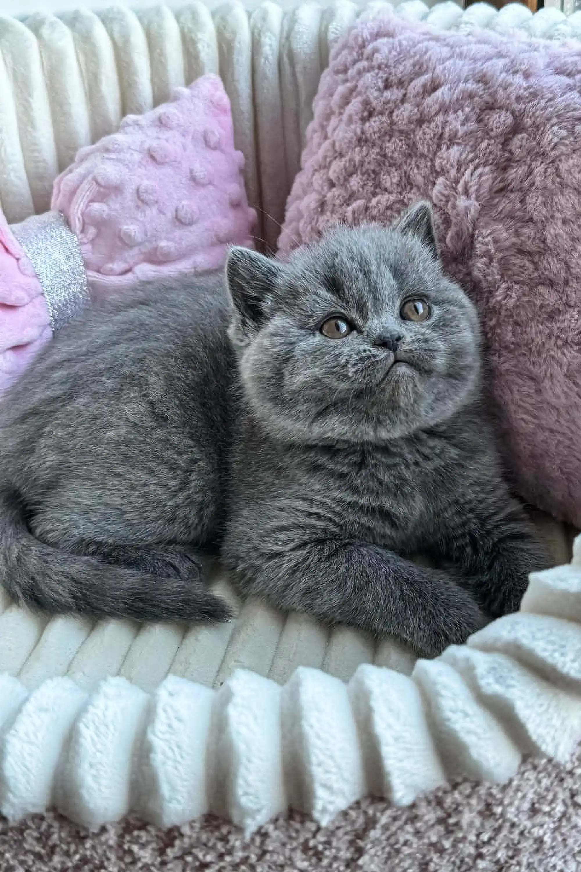 Ritchell | Scottish Straight Kitten - Image 10