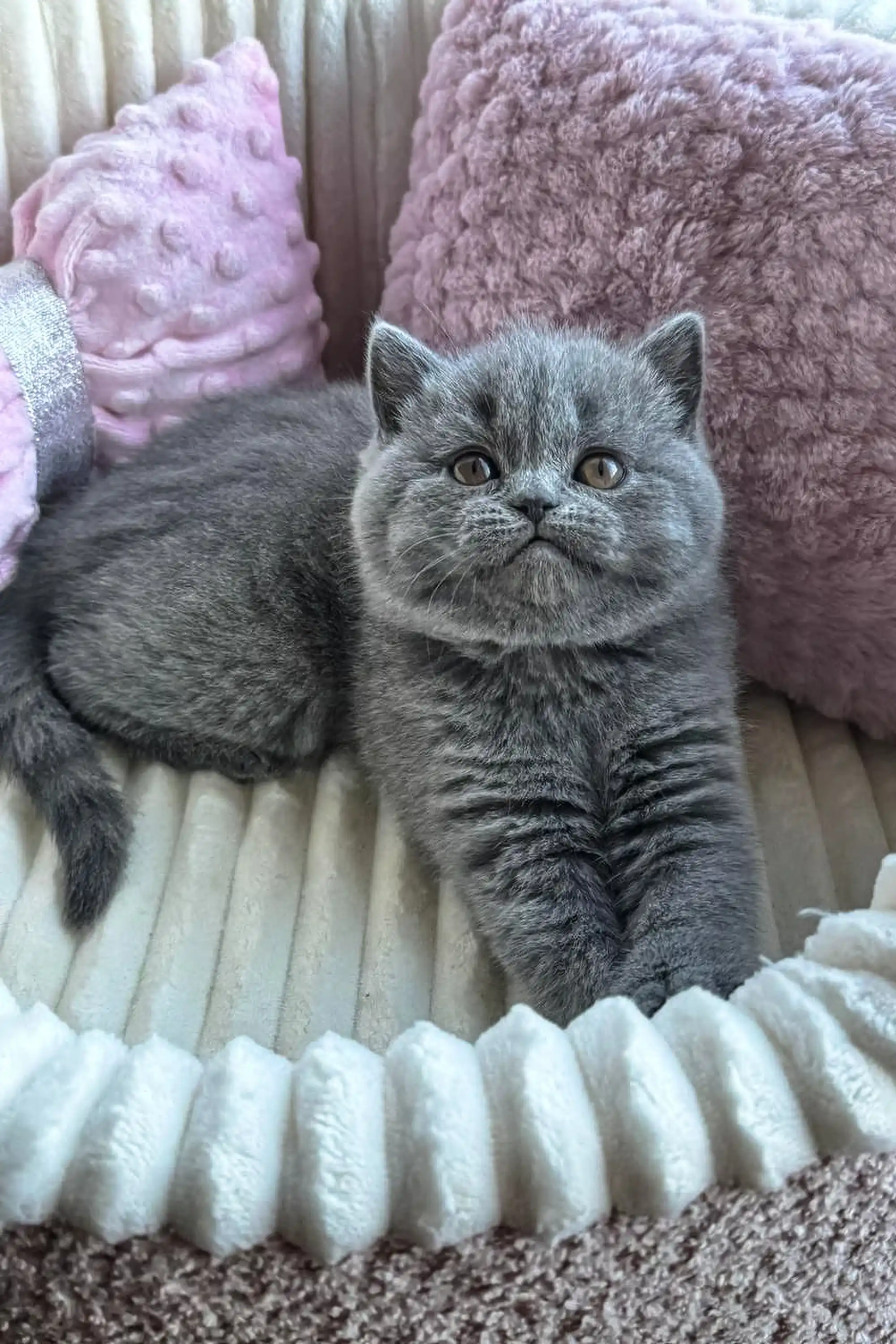 Ritchell | Scottish Straight Kitten - Image 9