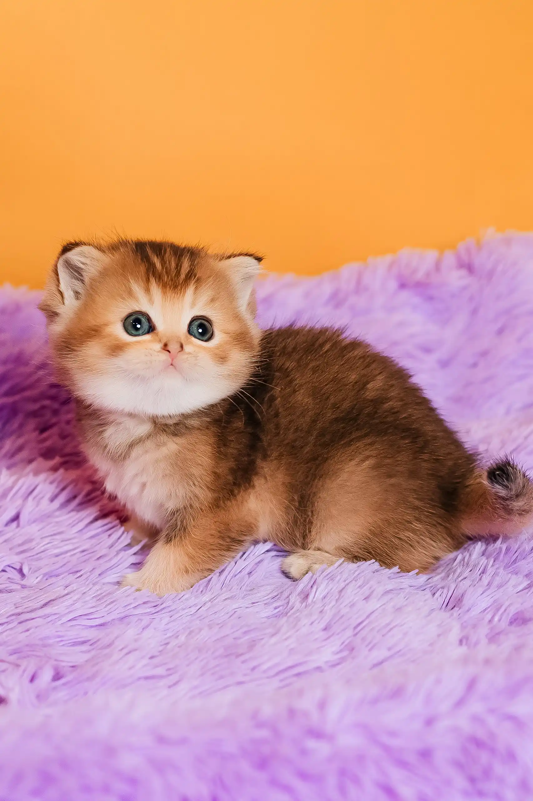 Silvy | Scottish Straight Kitten - Image 9